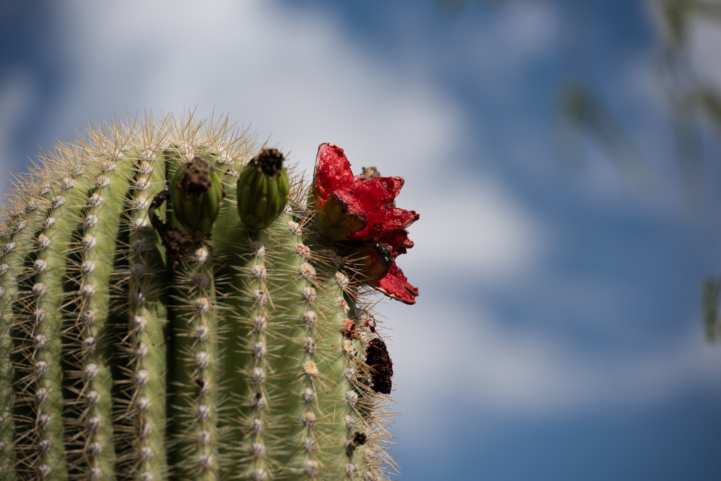 Fruit from saguaros provides a vital food source for desert fauna. Photograph by Ash Ponders