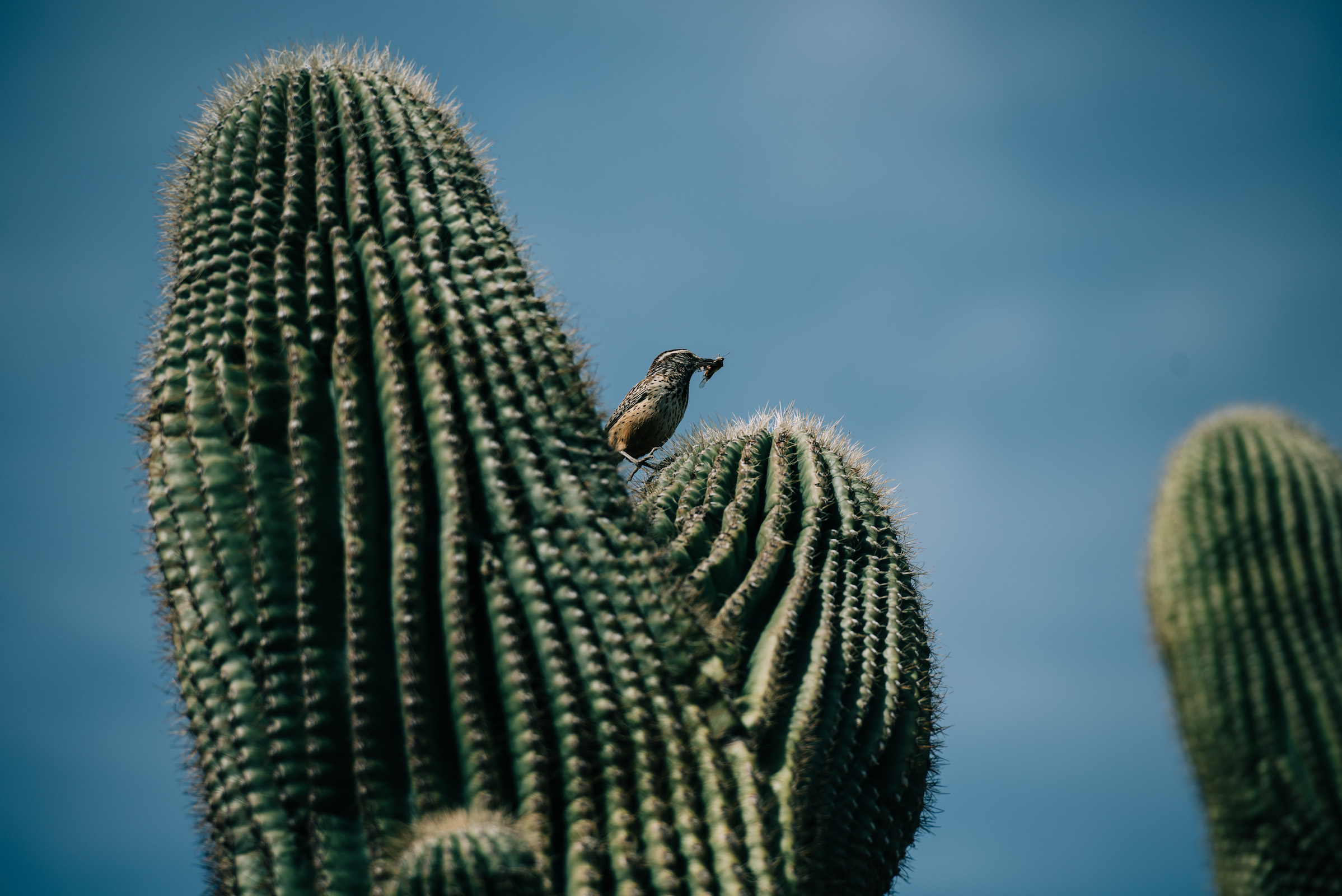 More than a dozen bird species depend upon saguaros, whether for habitat or sustenance. Photograph by Ash Ponders