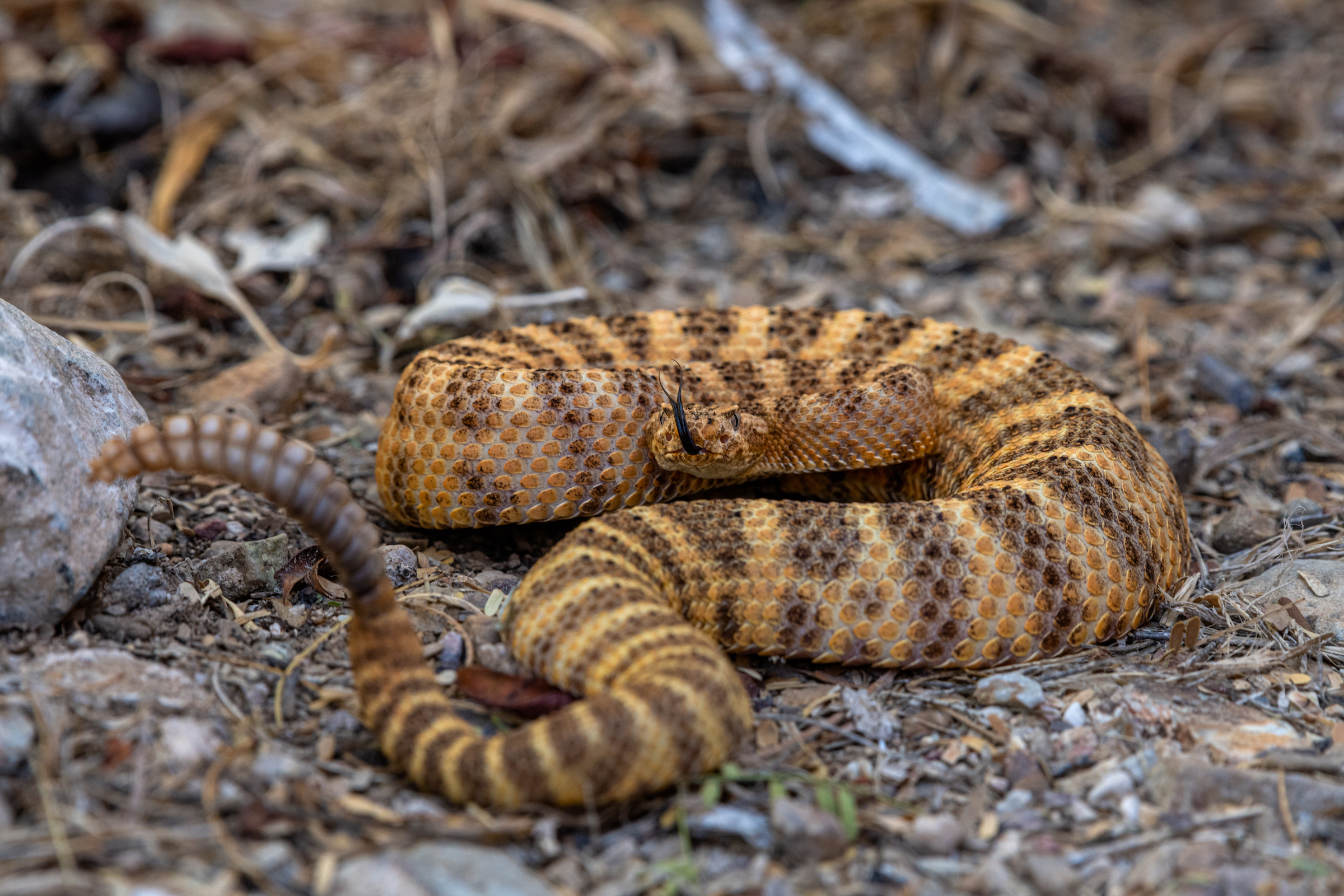 A rattlesnake coils and shakes its rattle in the Sonoran Desert. Photograph by Ash Ponders