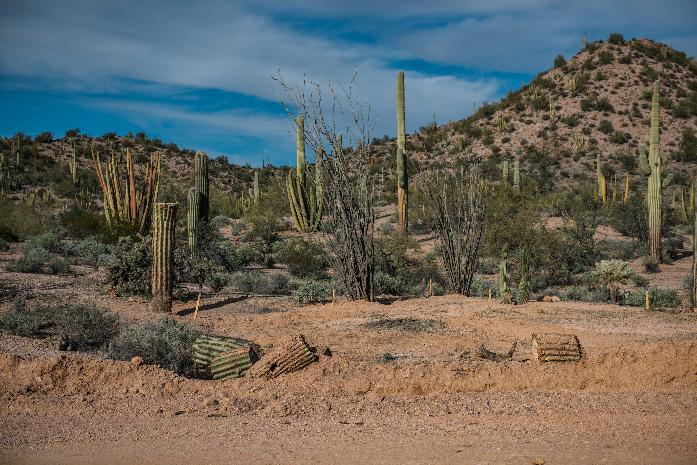 Saguaros just off a dirt road in the Sonoran Desert. Photograph by Ash Ponders