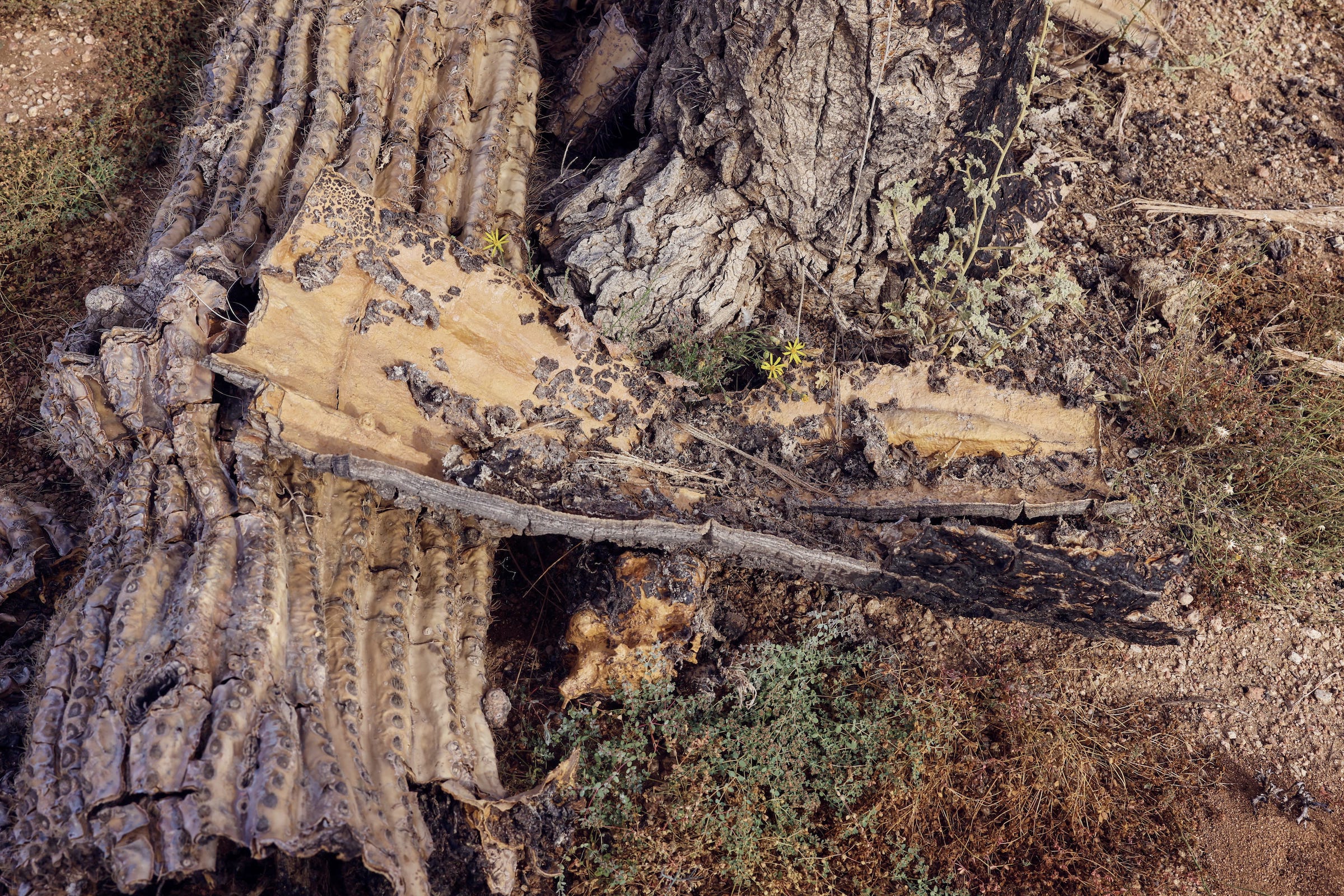 Burnt remnants of cacti after a wildfire in the Sonoran Desert. Photograph by Kendra Smith