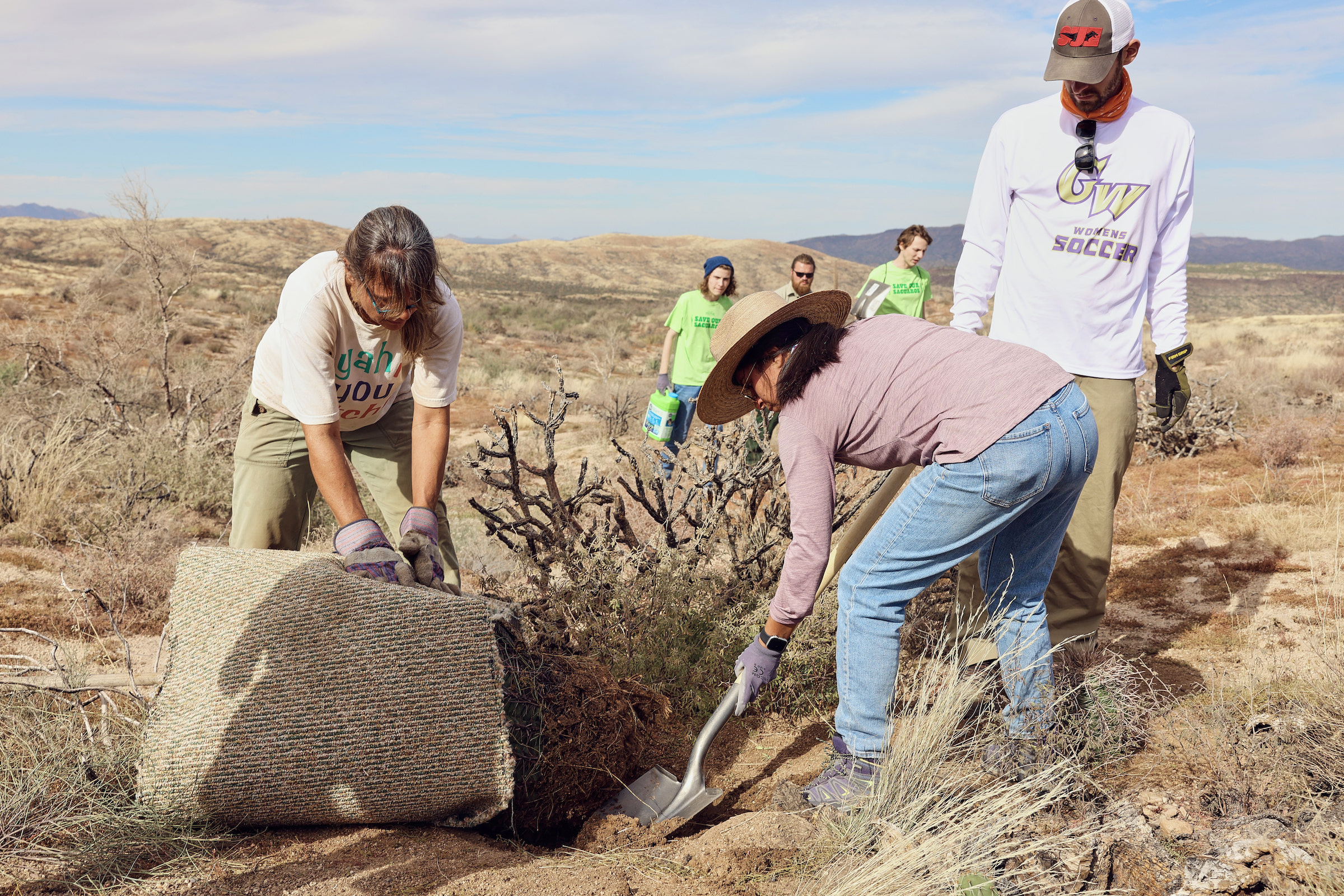 Local volunteers transplanting a large barrel cactus in the Tonto National Forest. Photograph by Kendra Smith