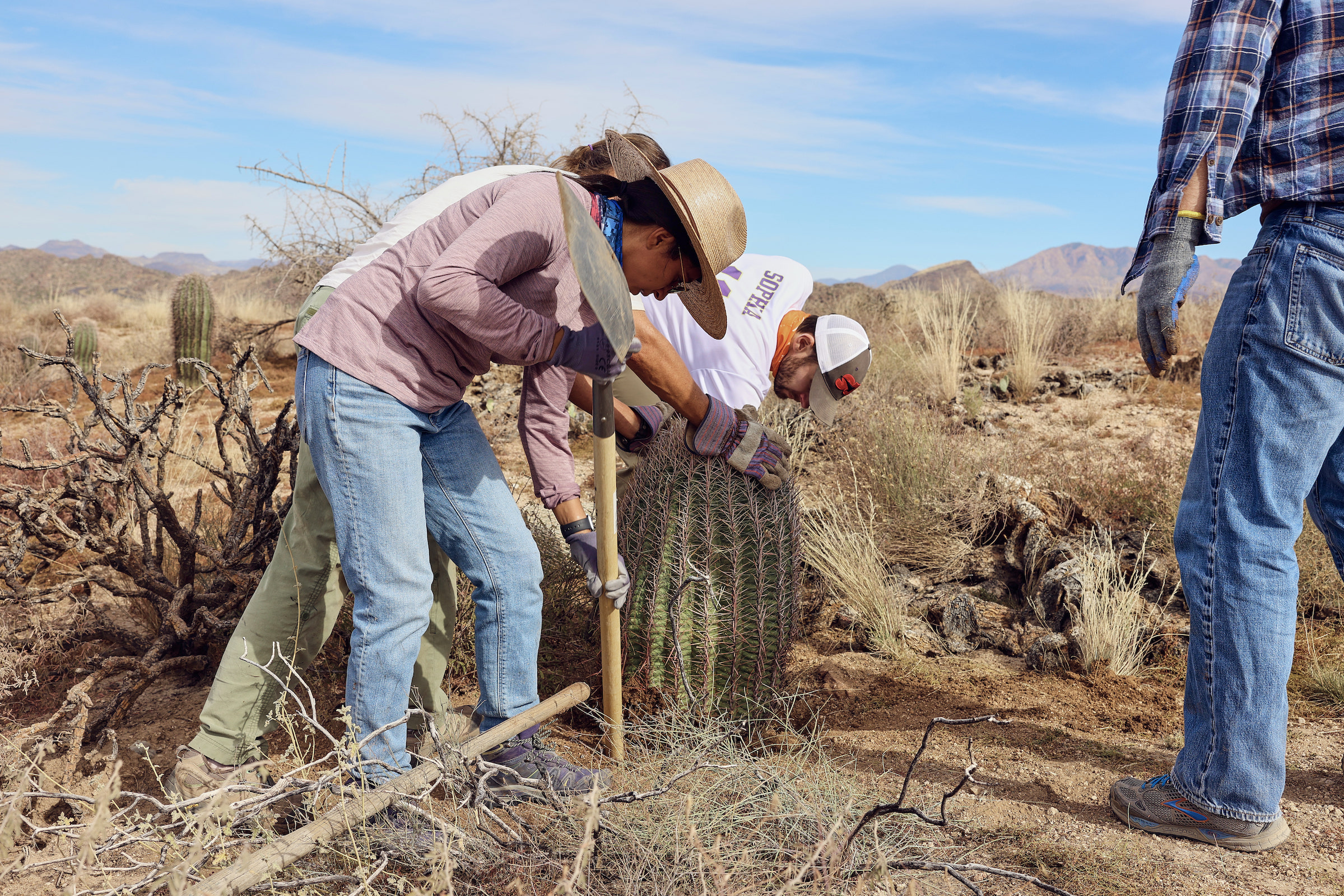 Once the cactus is in its new home, volunteers pack the dirt around its base to keep it upright. Photograph by Kendra Smith