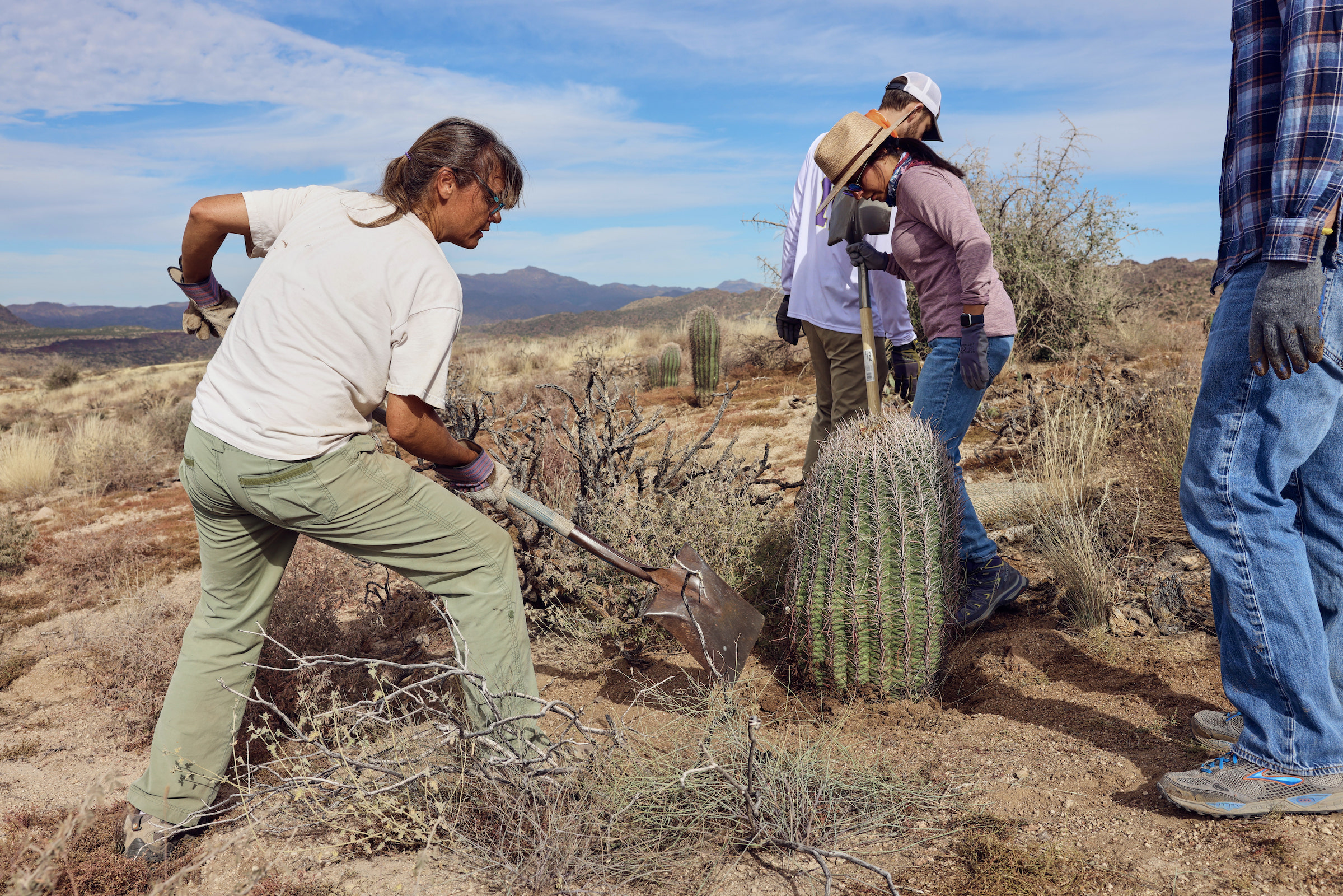 Transplanting cacti can be a literal thorn in the side of volunteers, so they wear thick gloves to protect themselves. Photograph by Kendra Smith