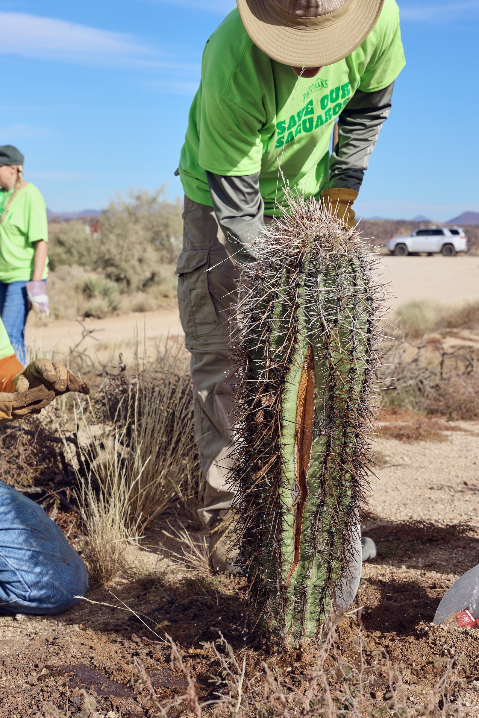 Cactus transplanting in the Tonto National Forest with native cacti. Photograph by Kendra Smith