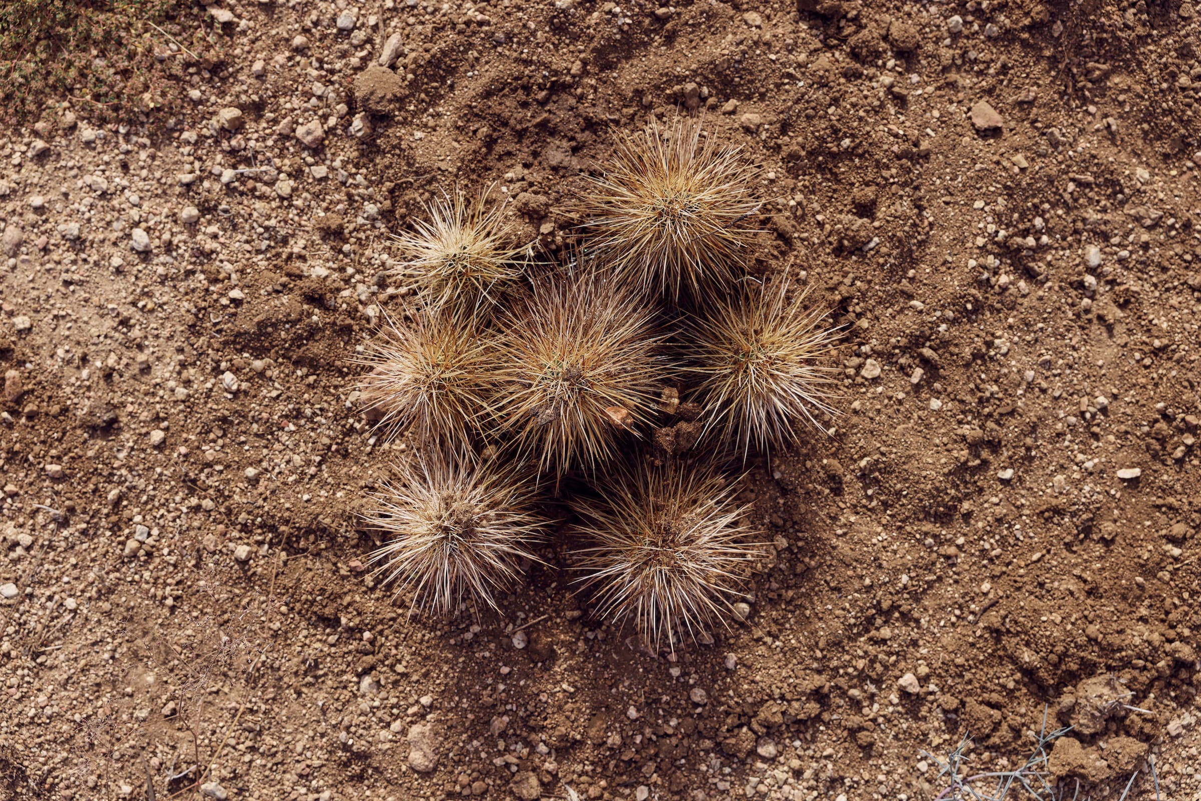 A freshly transplanted native cholla cactus. Photograph by Kendra Smith