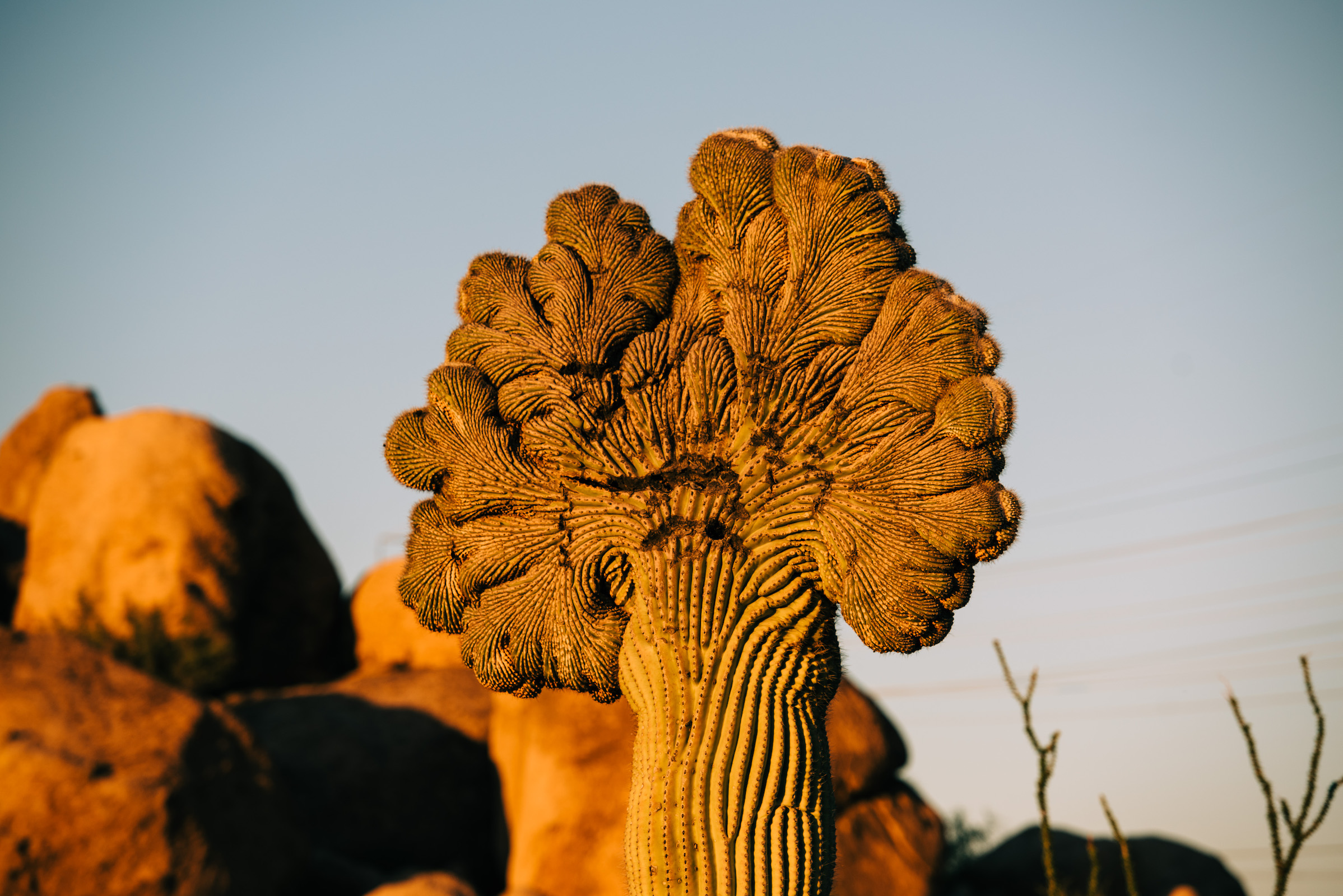 A crested saguaro glows in late afternoon light in the Sonoran Desert. Photograph by Ash Ponders