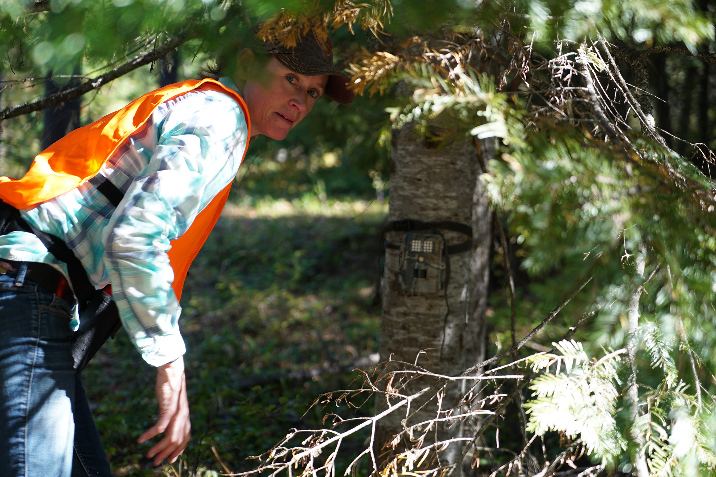 Range rider Janey Howe sets a camera trap on a tree in a Washington forest in the hopes of capturing some of the region’s elusive gray wolves. Photograph by Lucy Sherriff