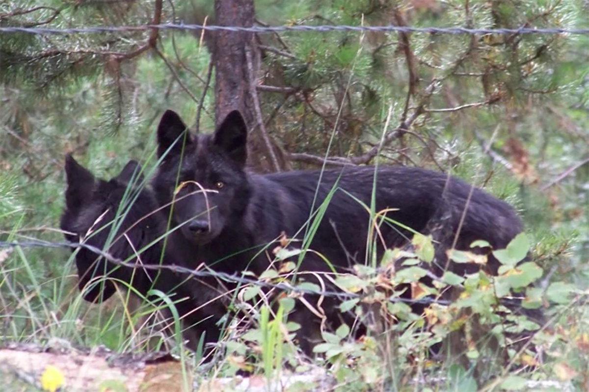 Two young wolves caught on a camera trap set by range rider Janey Howe. Photograph by Janey Howe