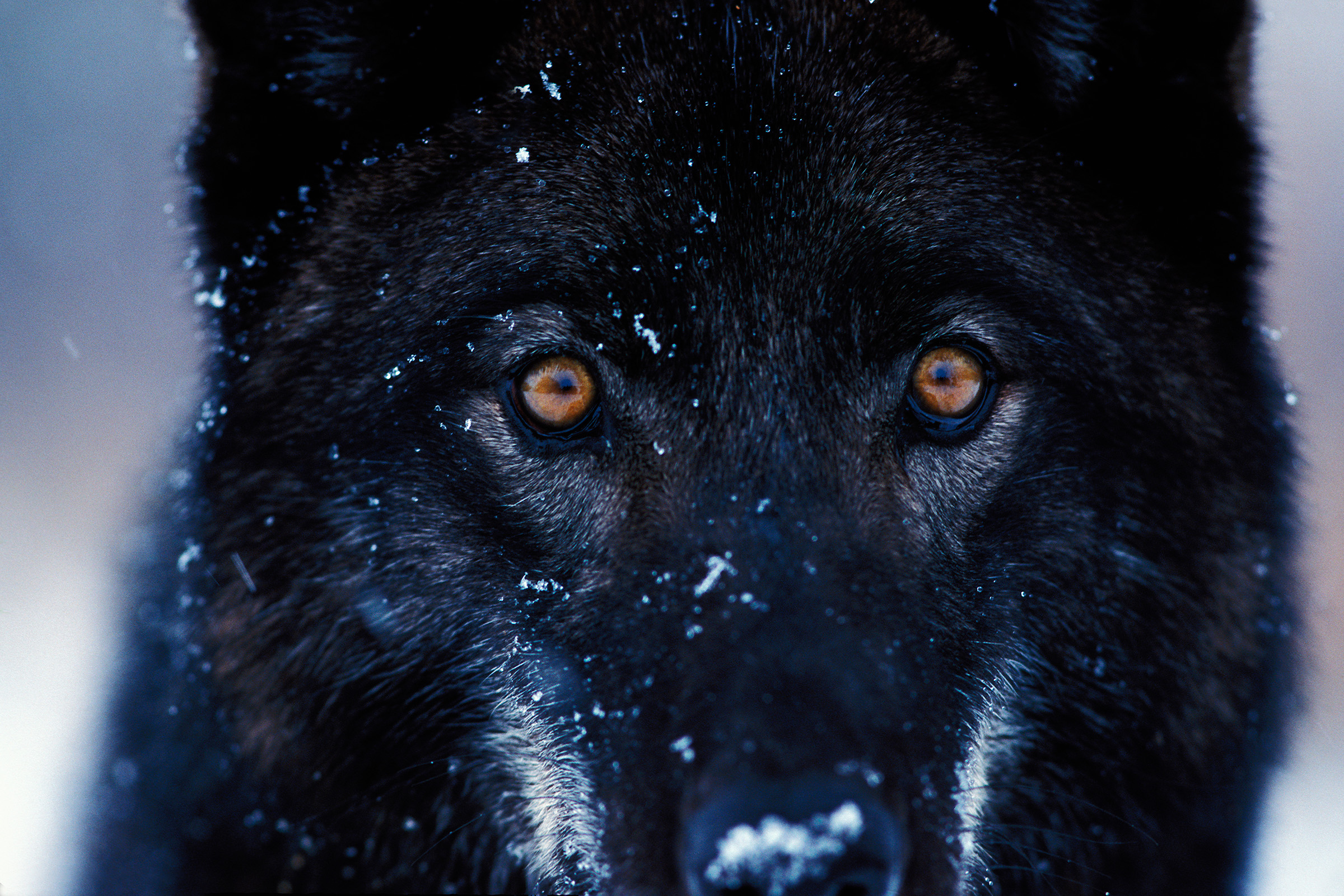 A close-up of a gray wolf in Yellowstone National Park. Photograph by Jeff Vanuga