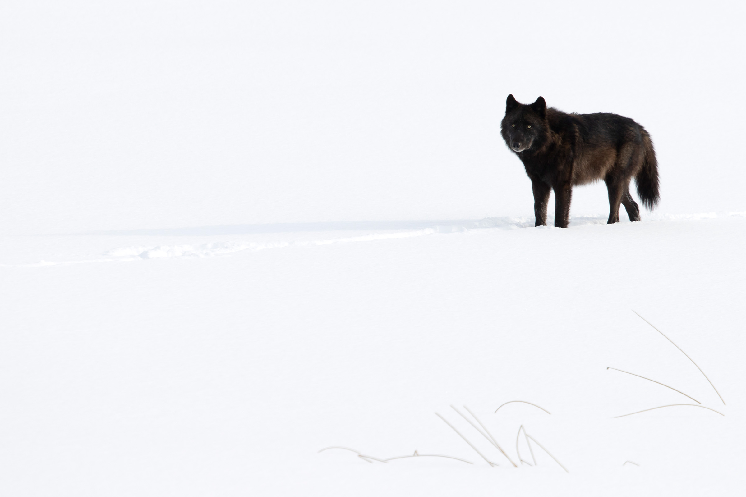 A gray wolf stands in stark contrast to freshly fallen snow in Yellowstone National Park. Photograph by Danny Green