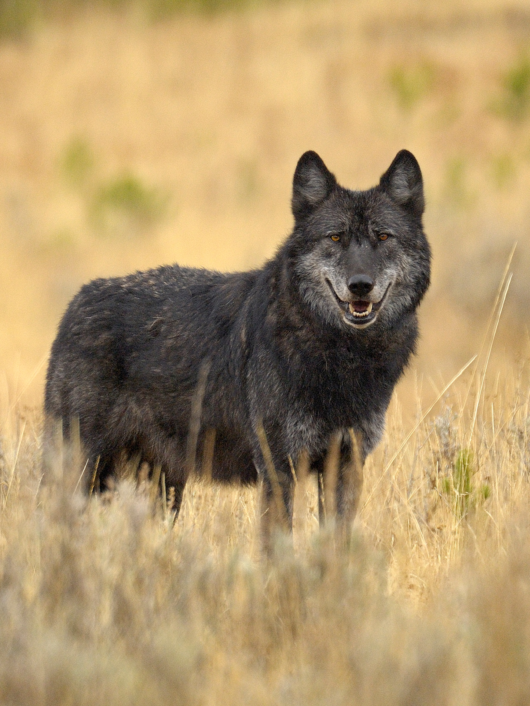 An adult gray wolf in Yellowstone National Park. Photograph by George Sanker