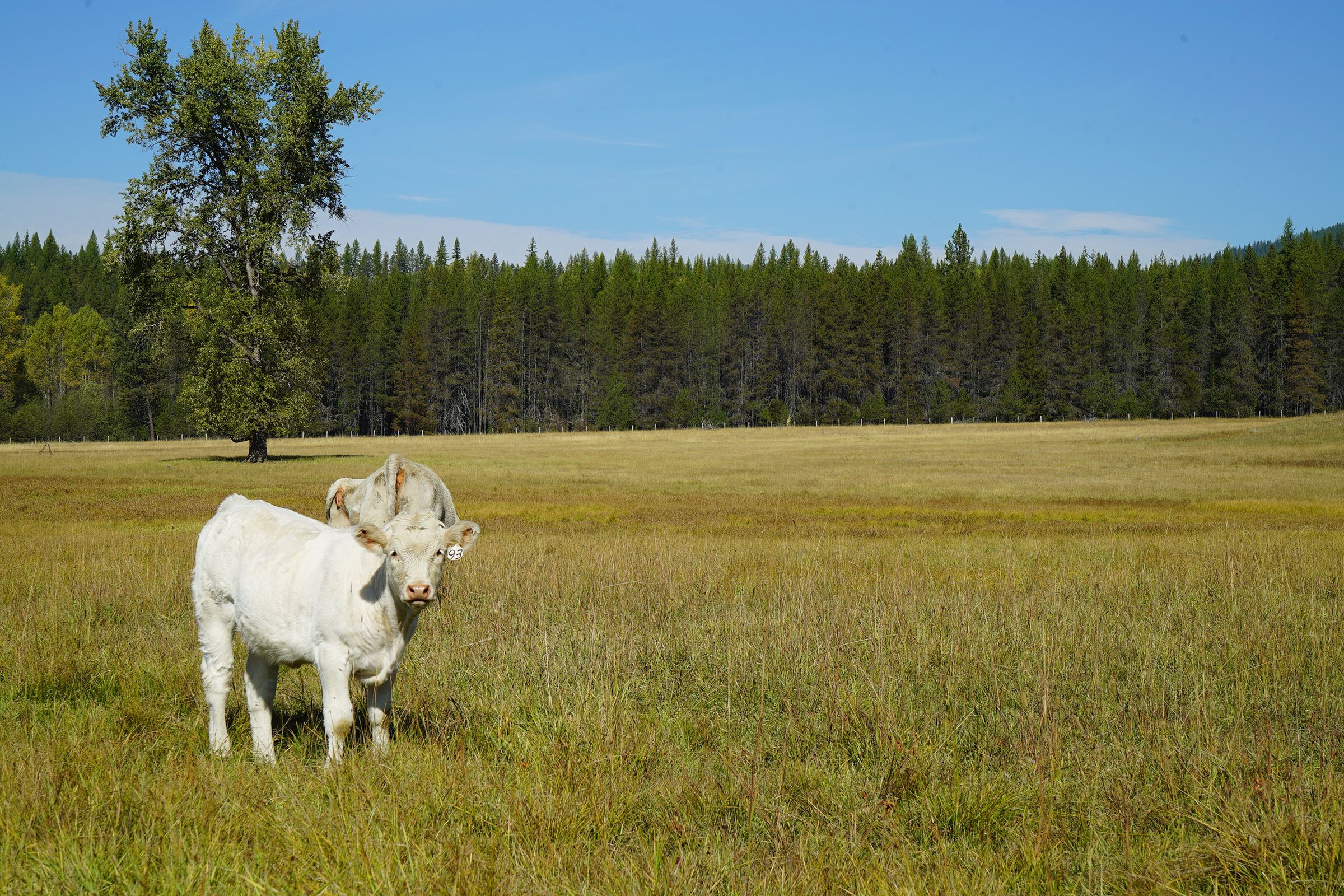 Cows stand in a field on ranchlands in northeastern Washington. Photograph by Lucy Sherriff