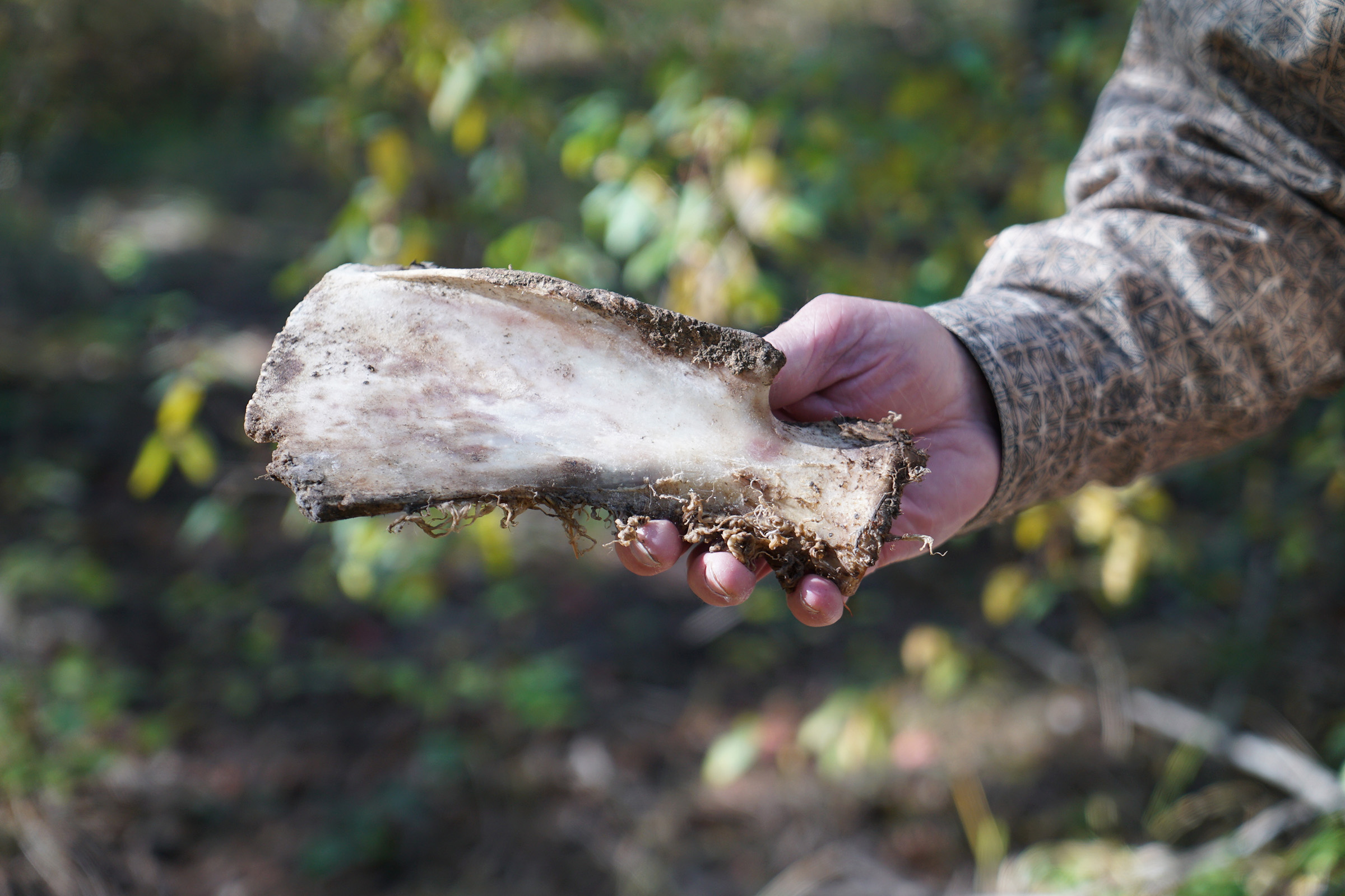 A cowboy holds part of a cow carcass found in the forests of northeastern Washington. Photograph by Lucy Sherriff