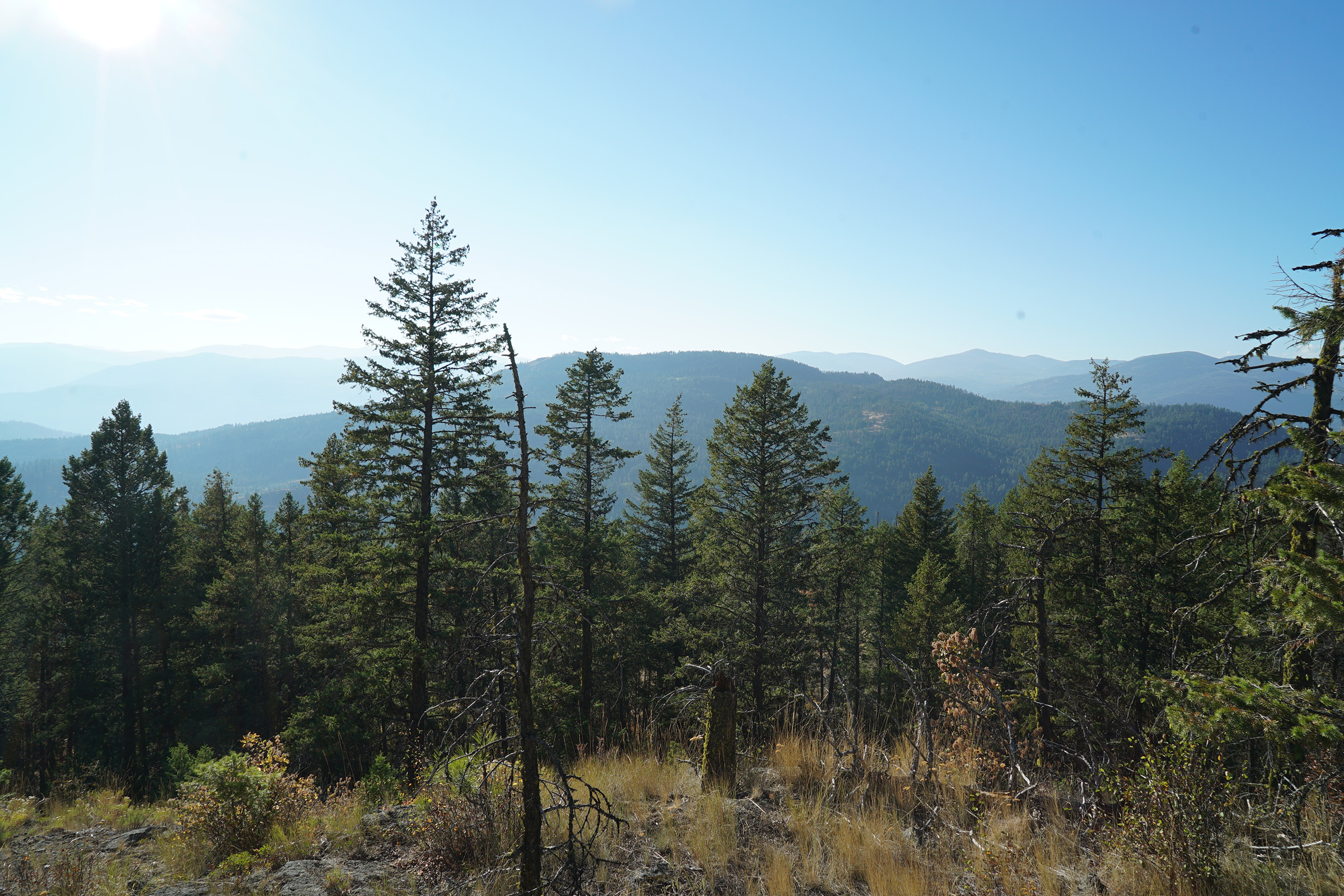 Across much of northeastern Washington, ranchlands reside within the forested territories of resident wolf populations. Photograph by Lucy Sherriff