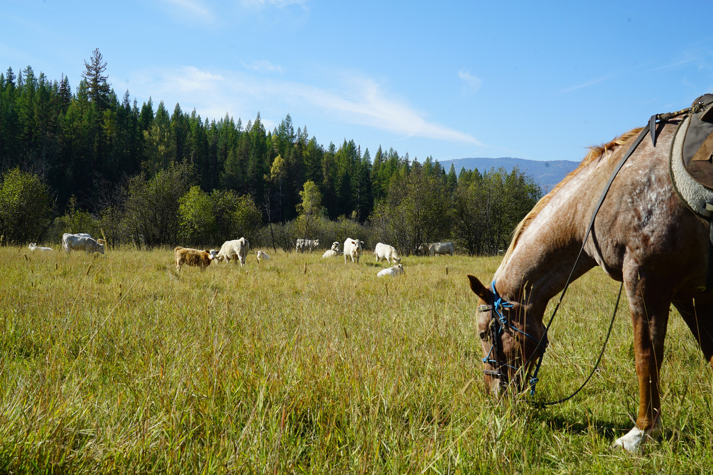 Billy, a horse belonging to range rider Janey Howe, chews some grass in a cow-laden field. Photograph by Lucy Sherriff