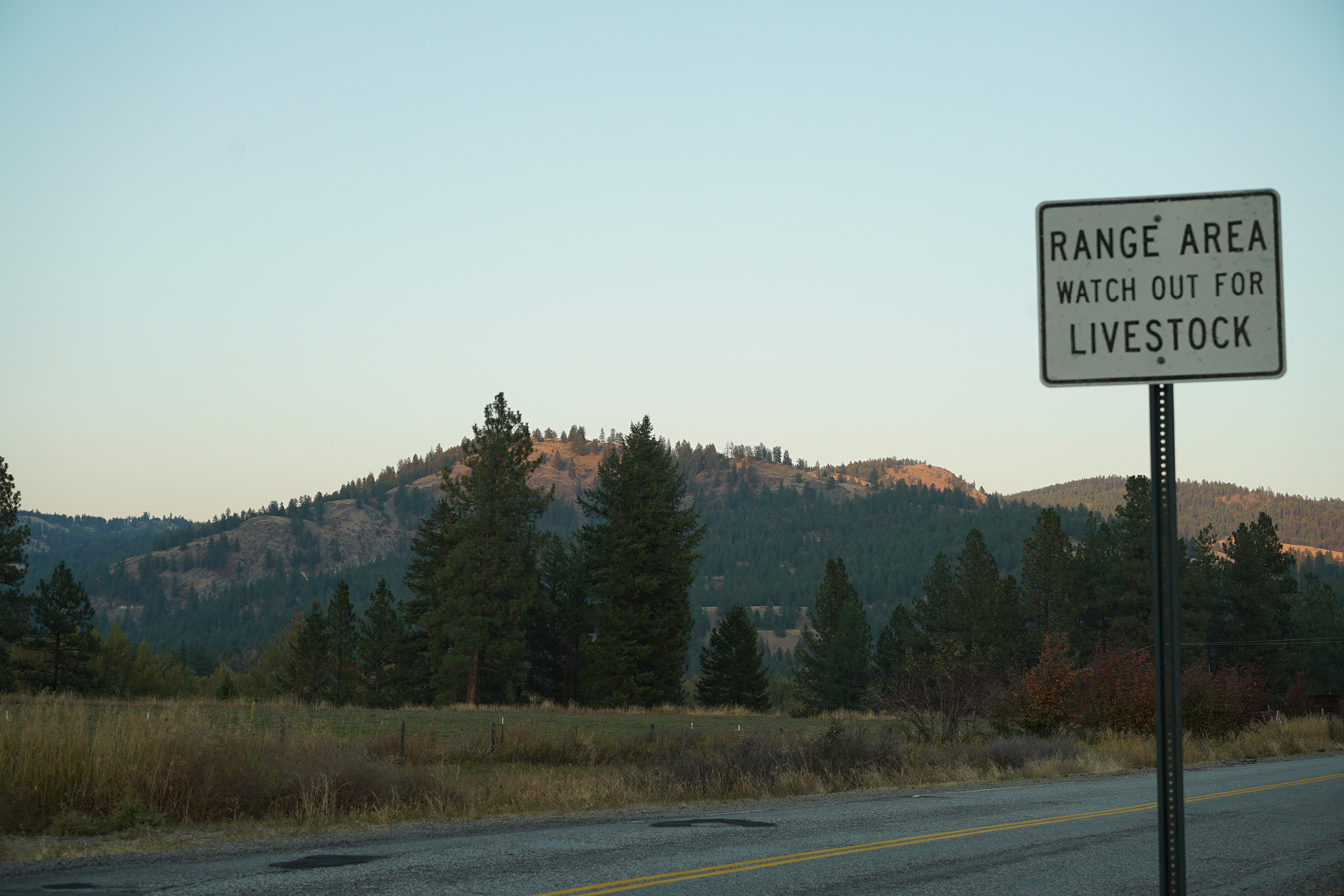 In northeastern Washington’s Colville National Forest, around two-thirds of the land is leased by ranchers. Photograph by Lucy Sherriff