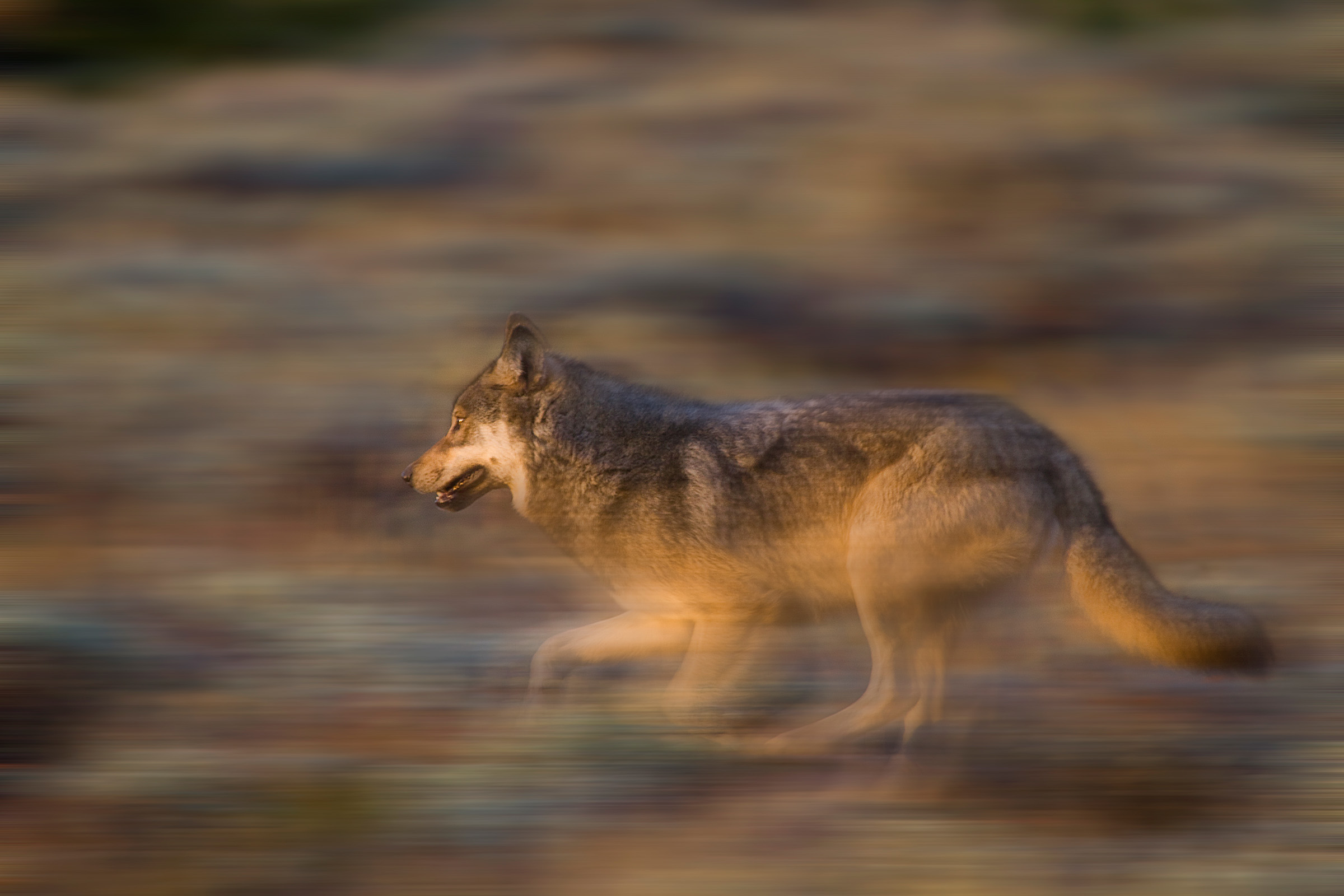 A gray wolf runs through Grand Teton National Park in Wyoming. Photograph by Jeff Vanuga