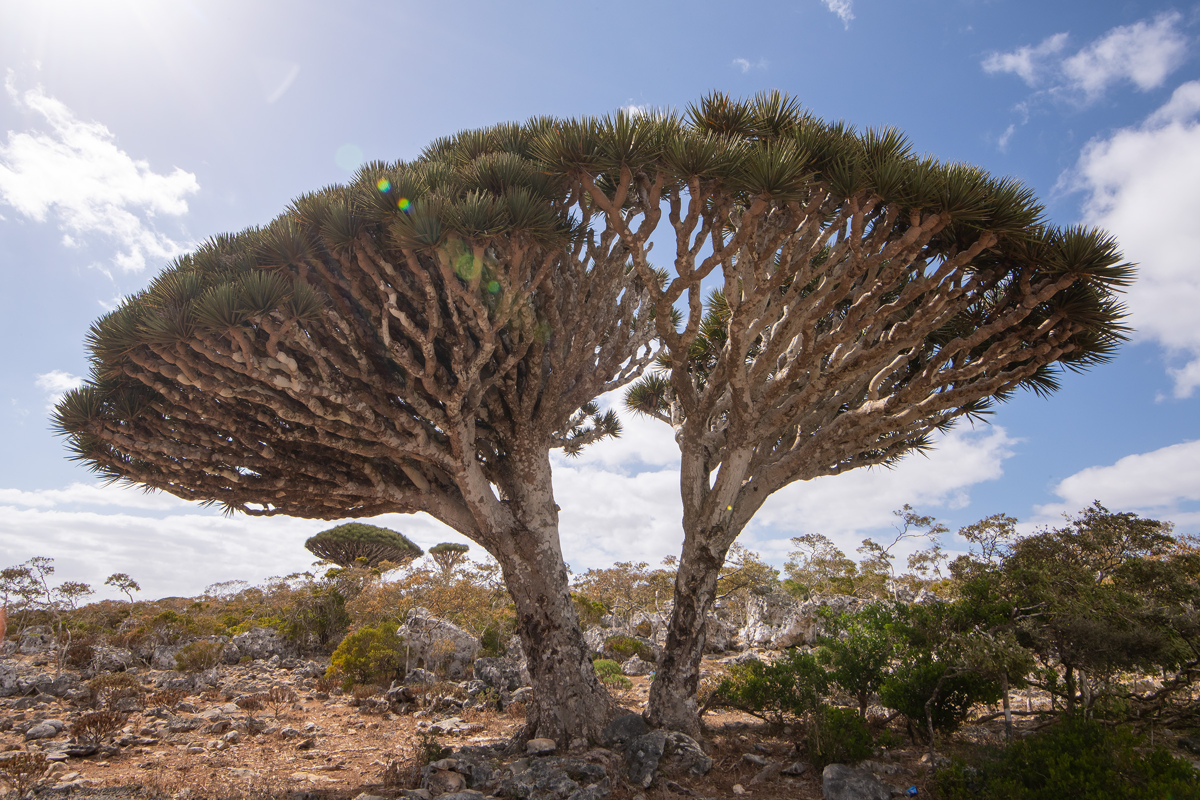 Dragon’s blood trees in Diksam Plateau near the center of Socotra.