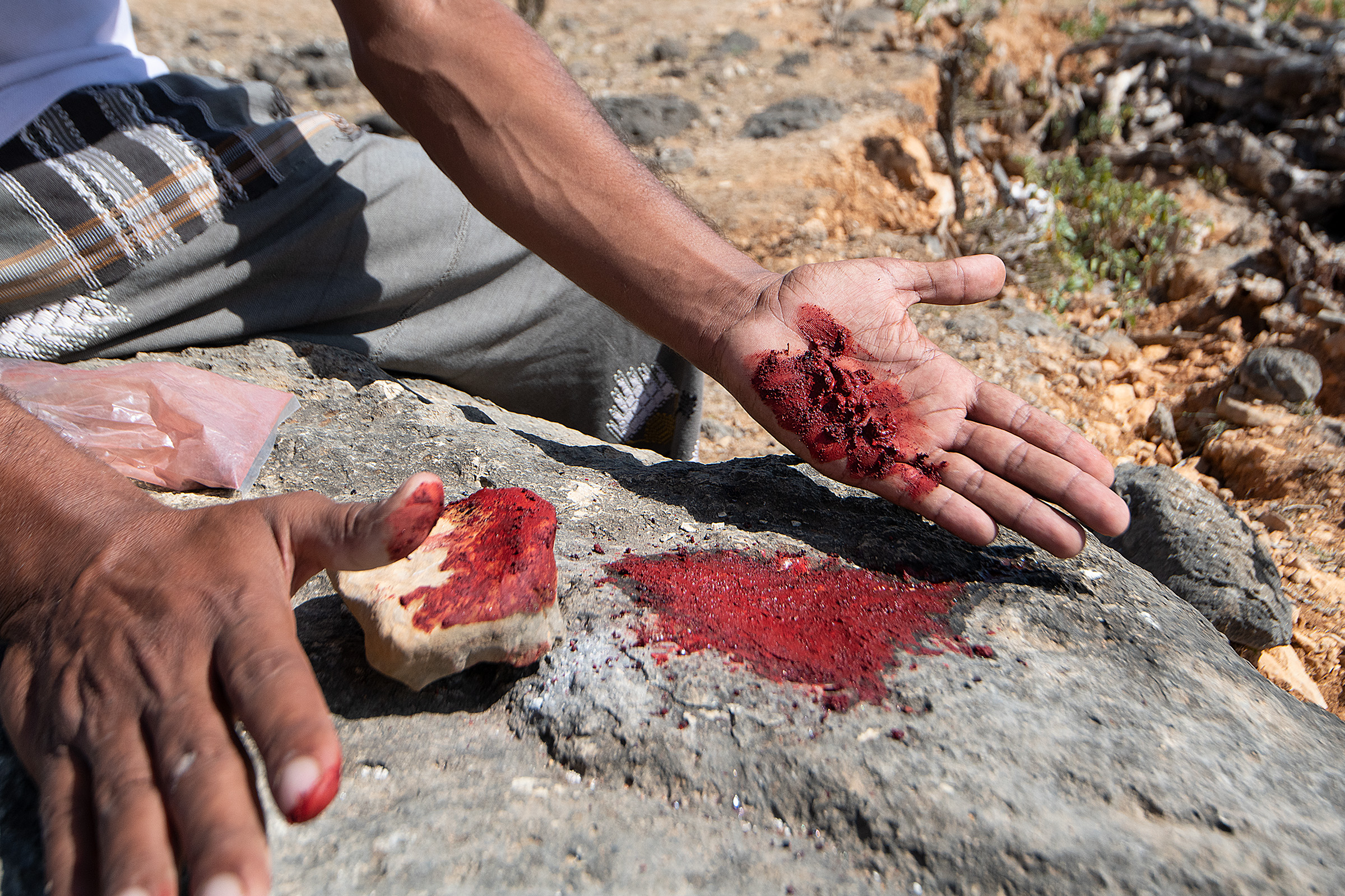 The crushed resin of dragon’s blood trees has long been used in pottery, paints, and medicine.