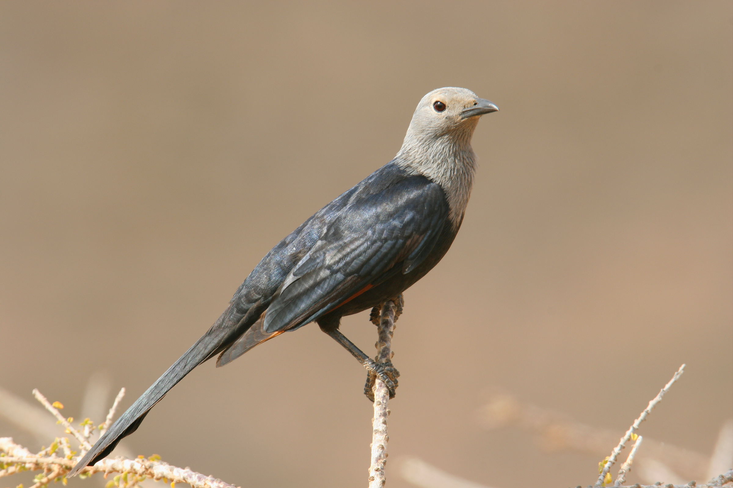 A female Somali starling perches on a twig on Socotra Island. Photograph by Hanne & Jens Eriksen