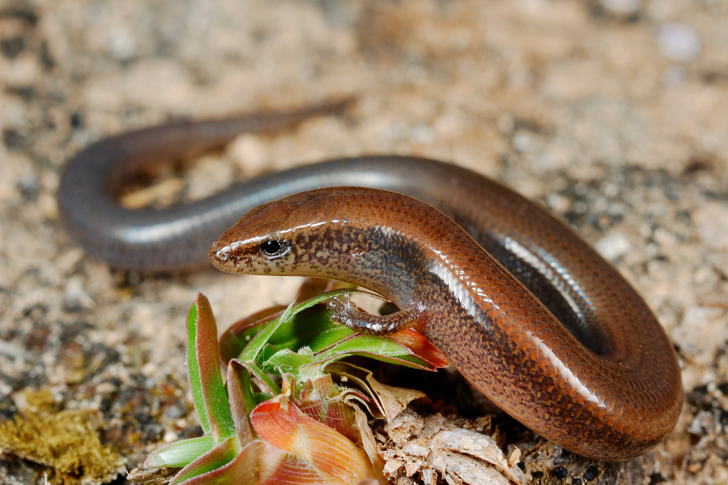 An endemic skink, one of the many species on Socotra found nowhere else on Earth. Photograph by Fabio Pupin