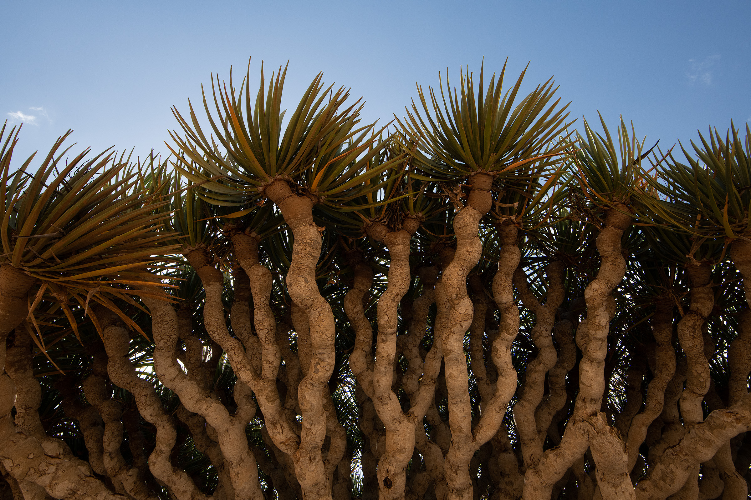 The iconic crown of Socotra’s dragon’s blood tree.