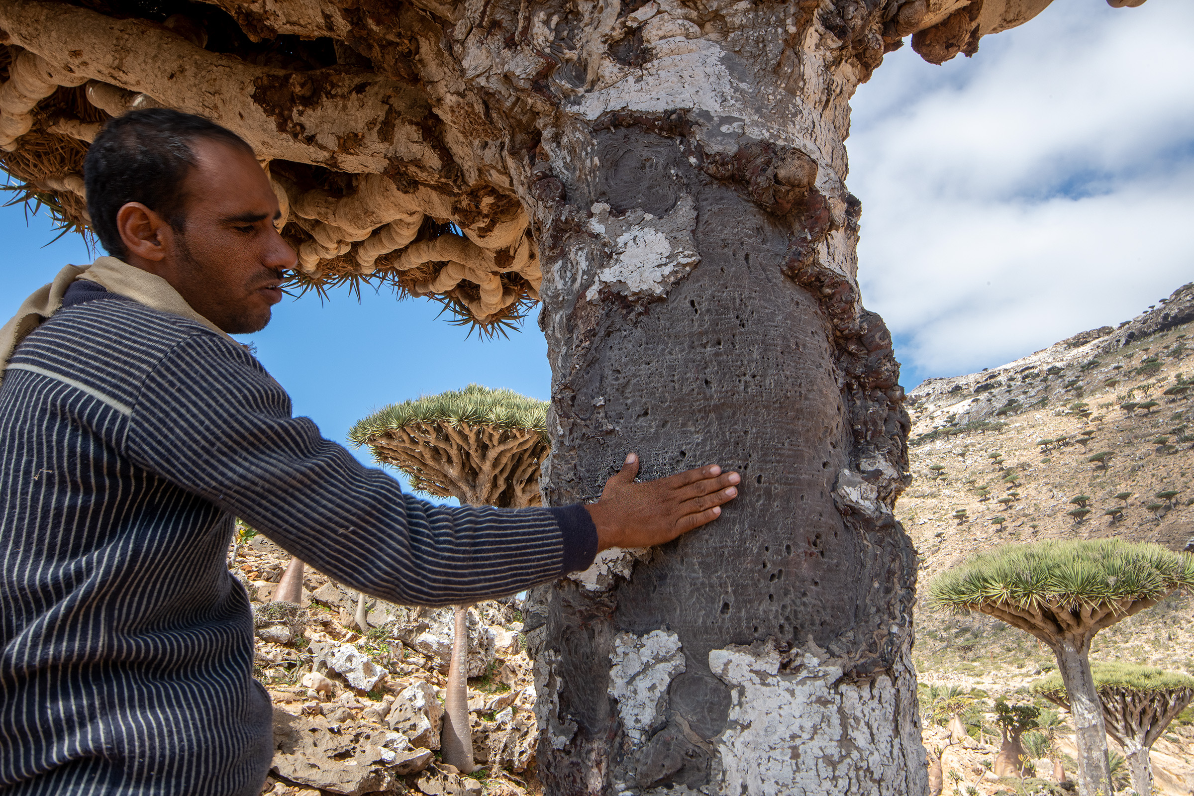 Salem rests his hand on the scarred trunk of a dragon’s blood tree.