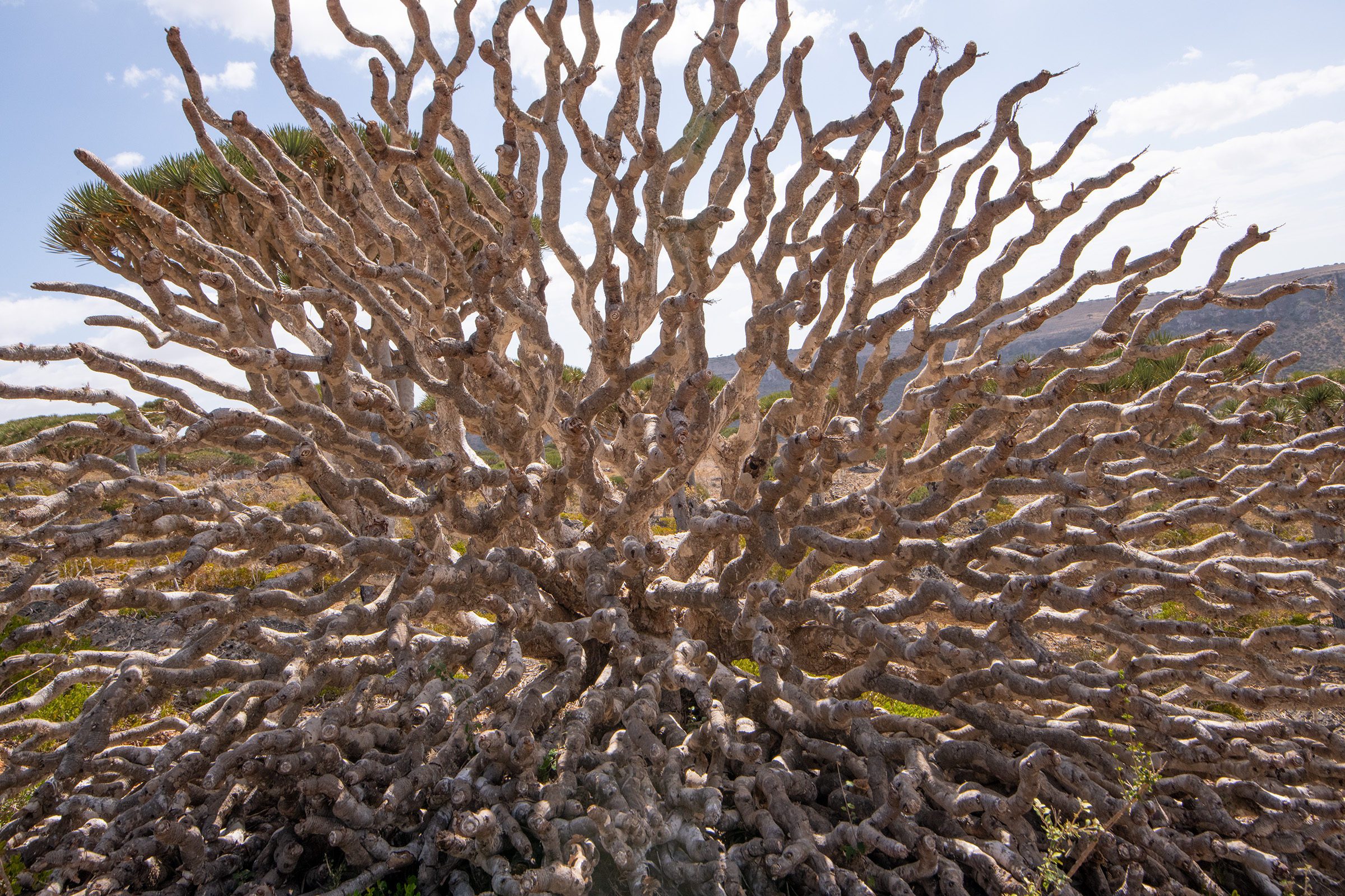 The leafless crown of a toppled dragon’s blood tree in Firmhin Forest.