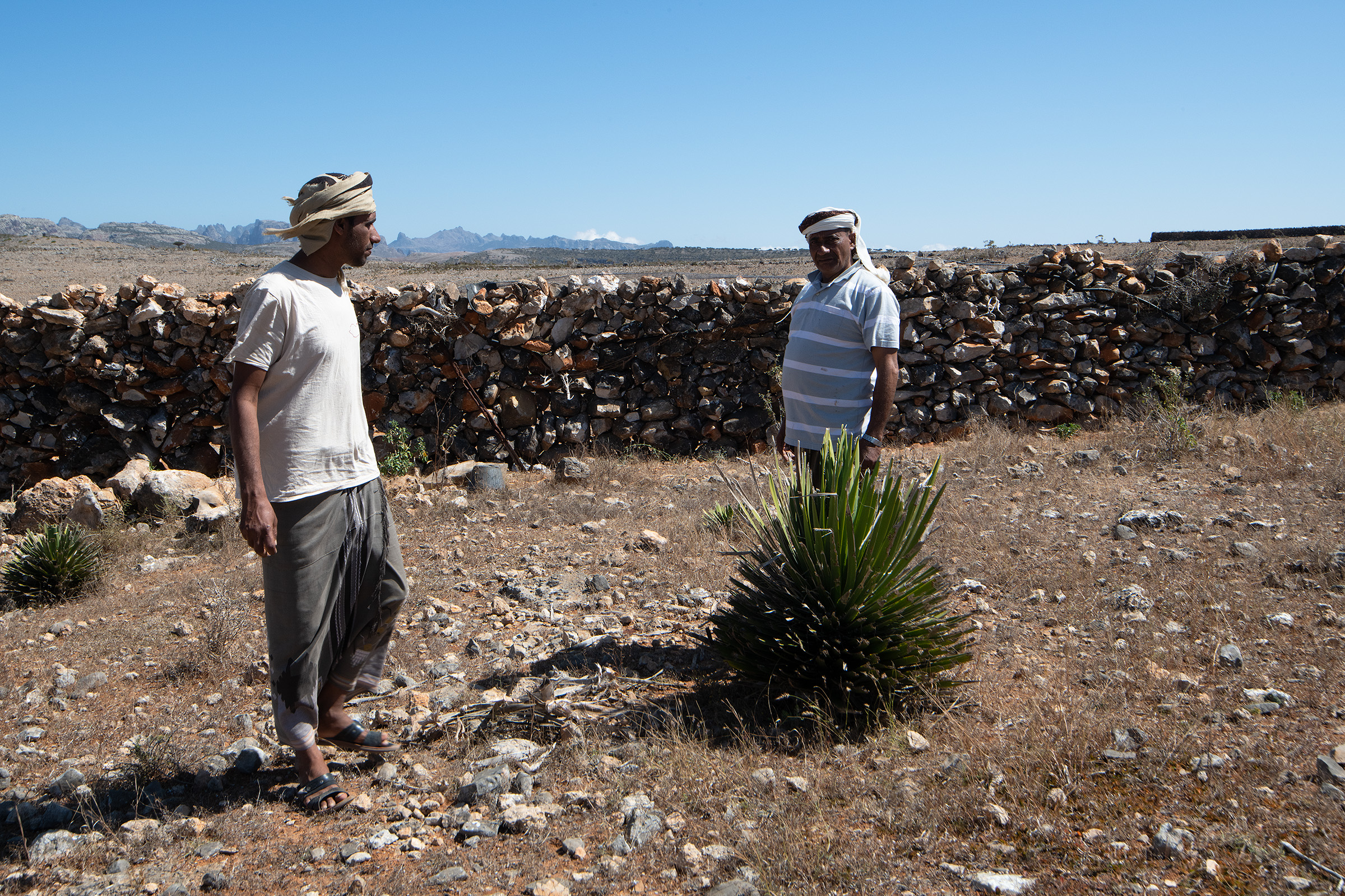 Salem and his father, who goes by the nickname Keabanni, stand in the nursery they built for dragon’s blood trees.