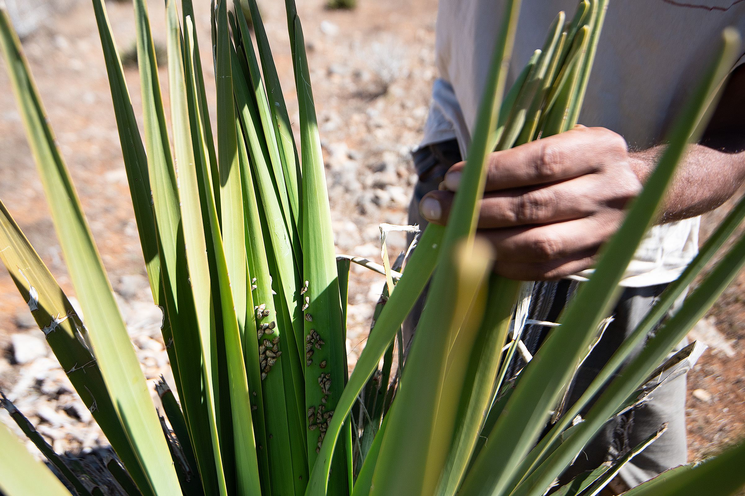 Snails crawl on a dragon’s blood tree sapling at the Diksam nursery.