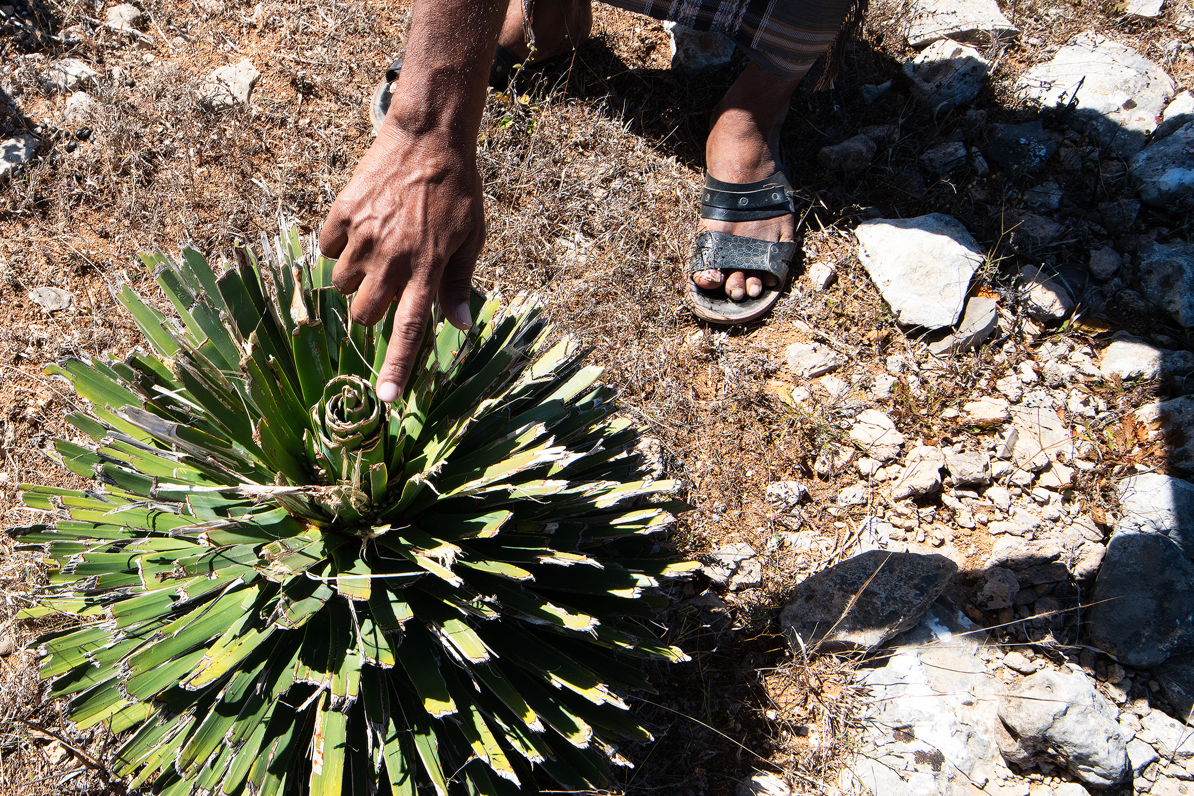 Predation by goats is a major threat to young dragon’s blood trees.