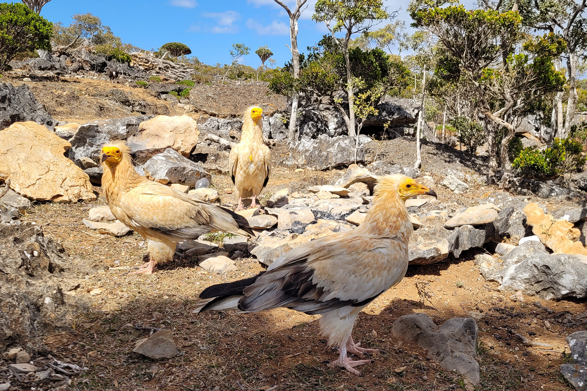 Endangered Egyptian vultures are just one of the species that make up the rich biodiversity of Socotra.