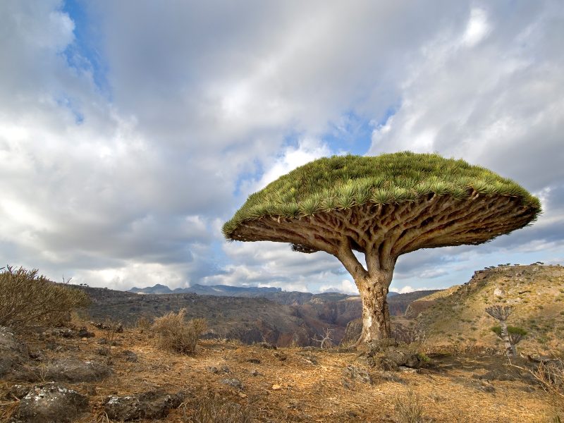 A lone dragon’s blood tree in the Momi Valley of Socotra. Photograph by Neil Lucas
