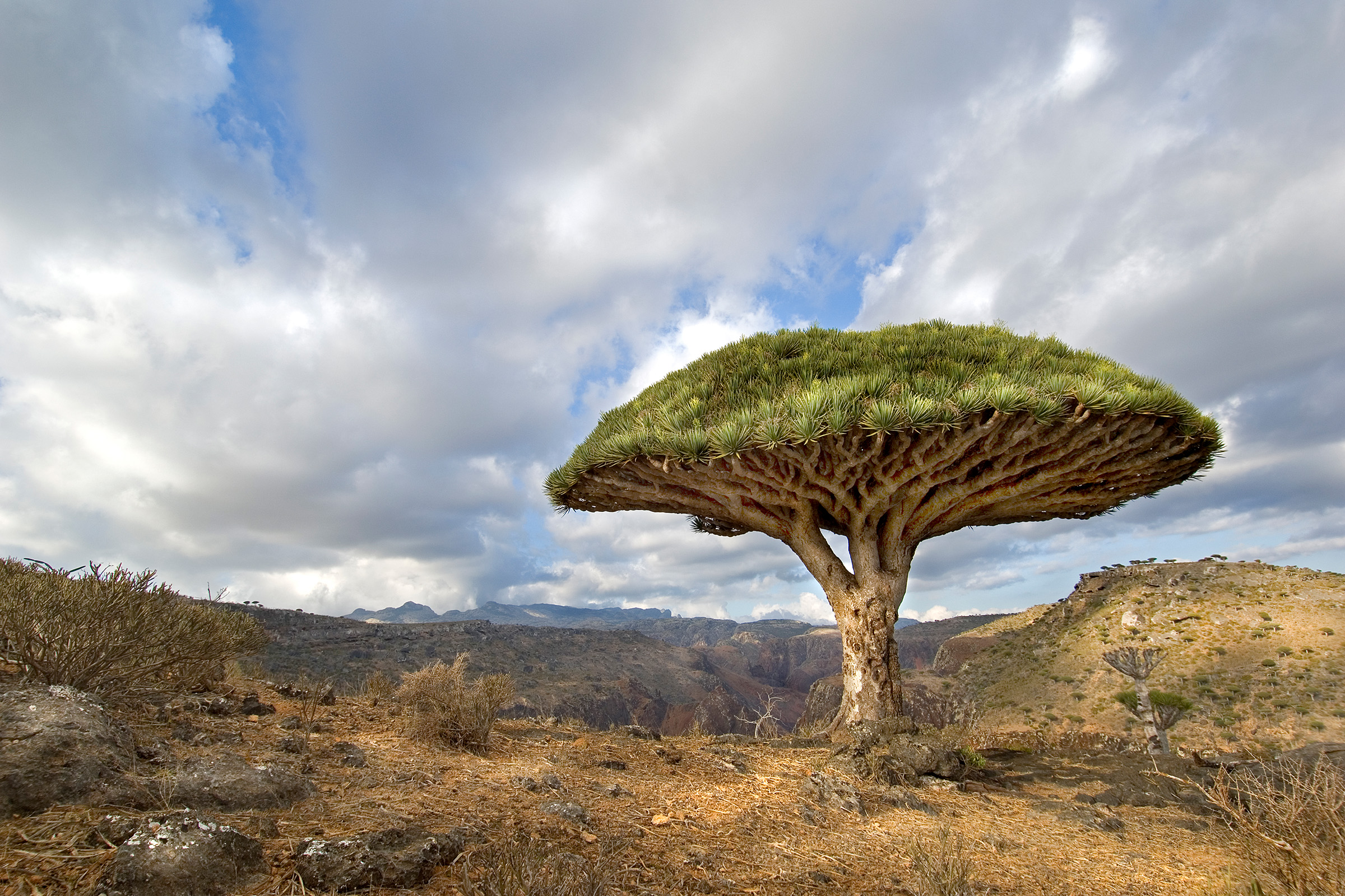 A lone dragon’s blood tree in the Momi Valley of Socotra. Photograph by Neil Lucas