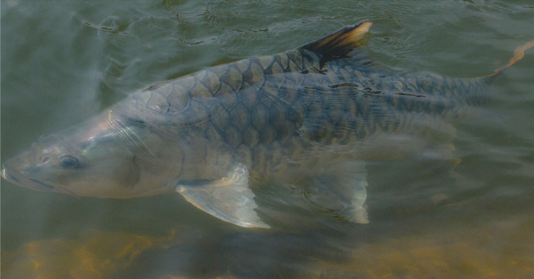 The hump-backed mahseer is a little-known and critically endangered species of freshwater carp native to India’s Kaveri River system. Photograph by Adrian Pinder