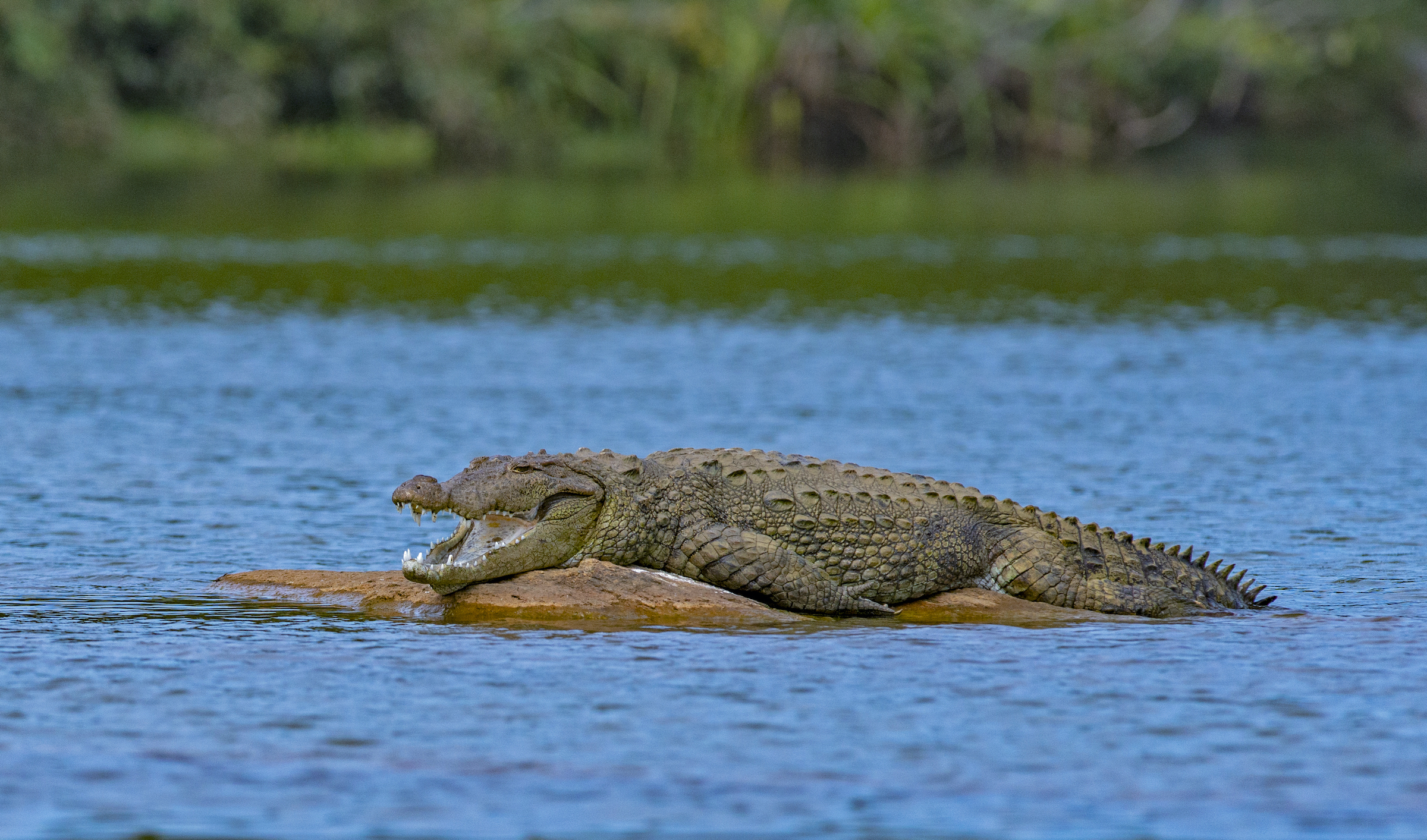 The marsh crocodile, like this individual basking in the middle of the Kaveri River, is one of many species that stand to benefit from efforts to protect the hump-backed mahseer. Photograph by Dhritiman Mukherjee