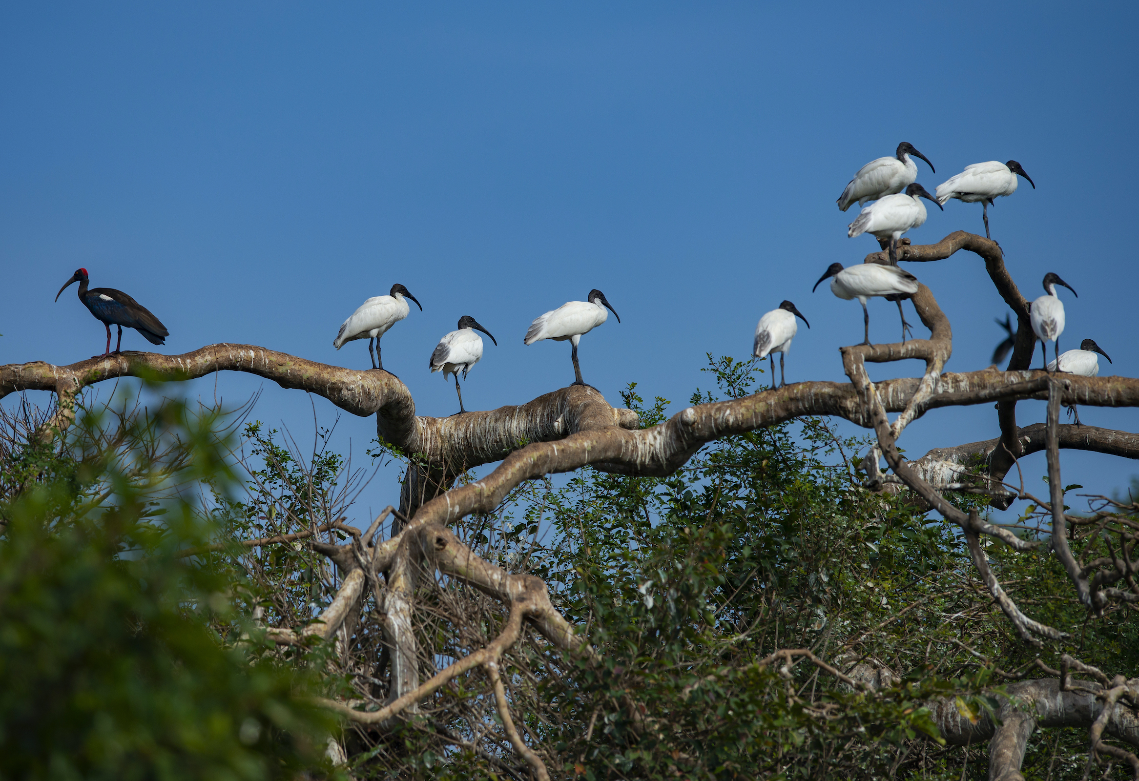Birds like these black-headed ibises rely on the productivity of India’s river systems and would likely benefit from habitat restoration projects aimed at protecting and revitalizing populations of endangered fish species like the hump-backed mahseer. Photograph by Dhritiman Mukherjee