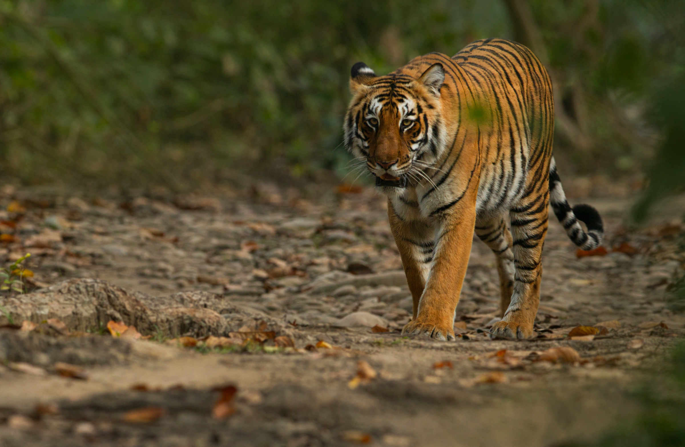 Large, charismatic species thrive when their habitat is healthy, and that applies to the hump-backed mahseer as well as the Bengal tiger. Research has shown that biodiversity is greater in riparian habitats dense with native trees and shrubs along riverbanks, and that the hump-backed mahseer still holds on in such locations. Photograph by Anuradha Marwah