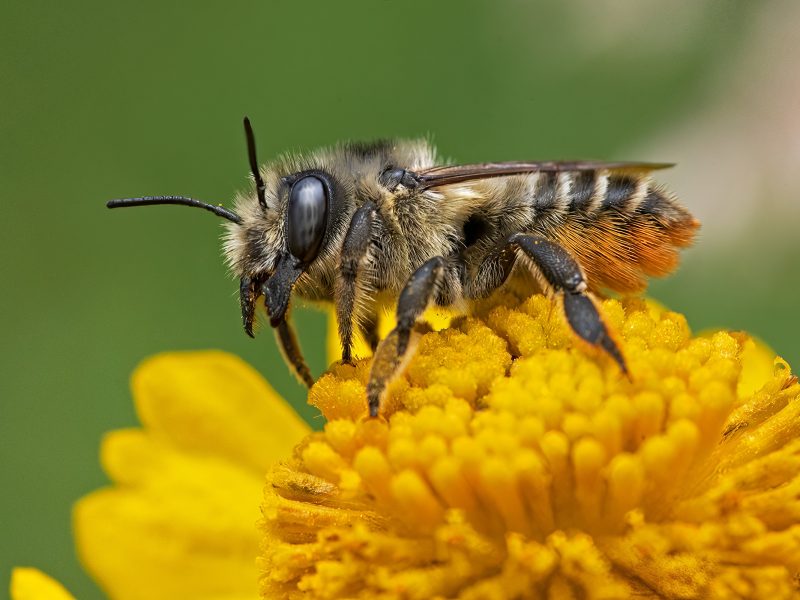 A western leafcutter bee visits a flower in search of pollen, Trinity Alps, California. Photograph by Clay Bolt