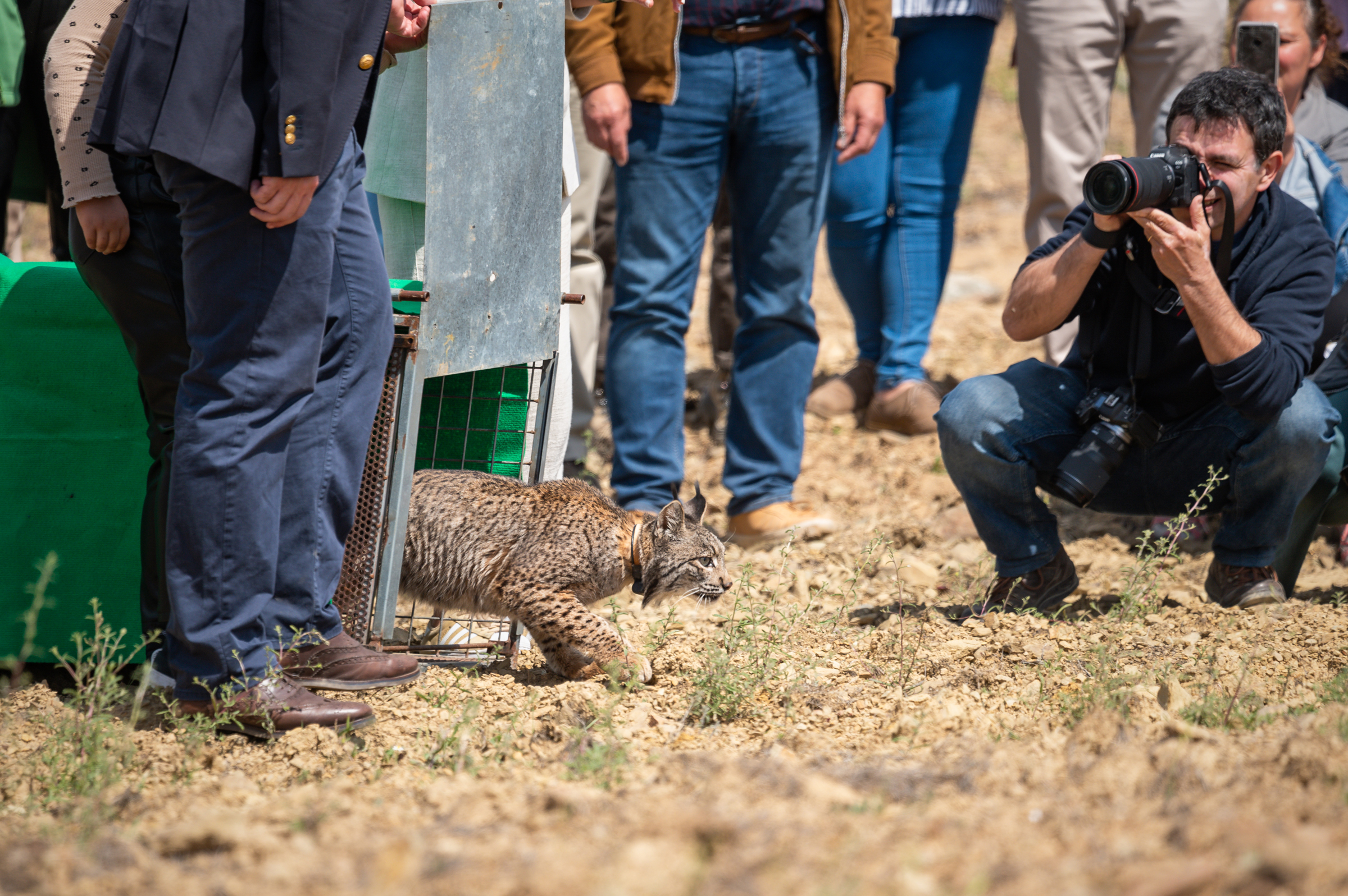 An Iberian lynx is released as part of an ongoing captive breeding program that has brought the species back from the brink. Photograph by Daniel Santos