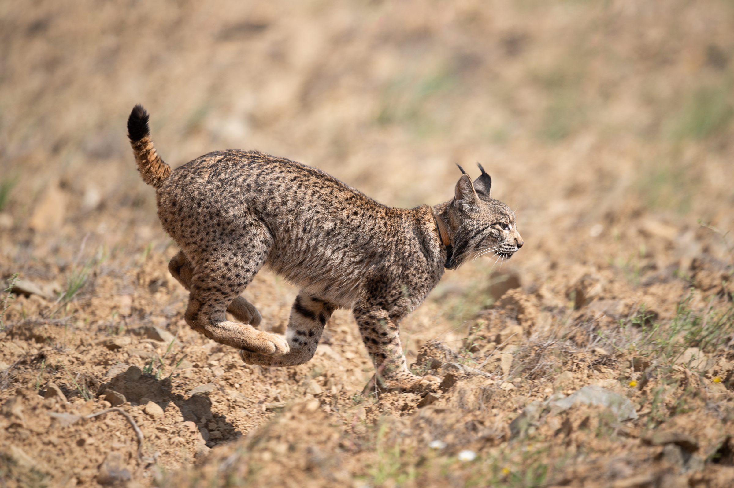 An Iberian lynx, released moments earlier, darts toward safety in the surrounding shrublands. Photograph by Daniel Santos
