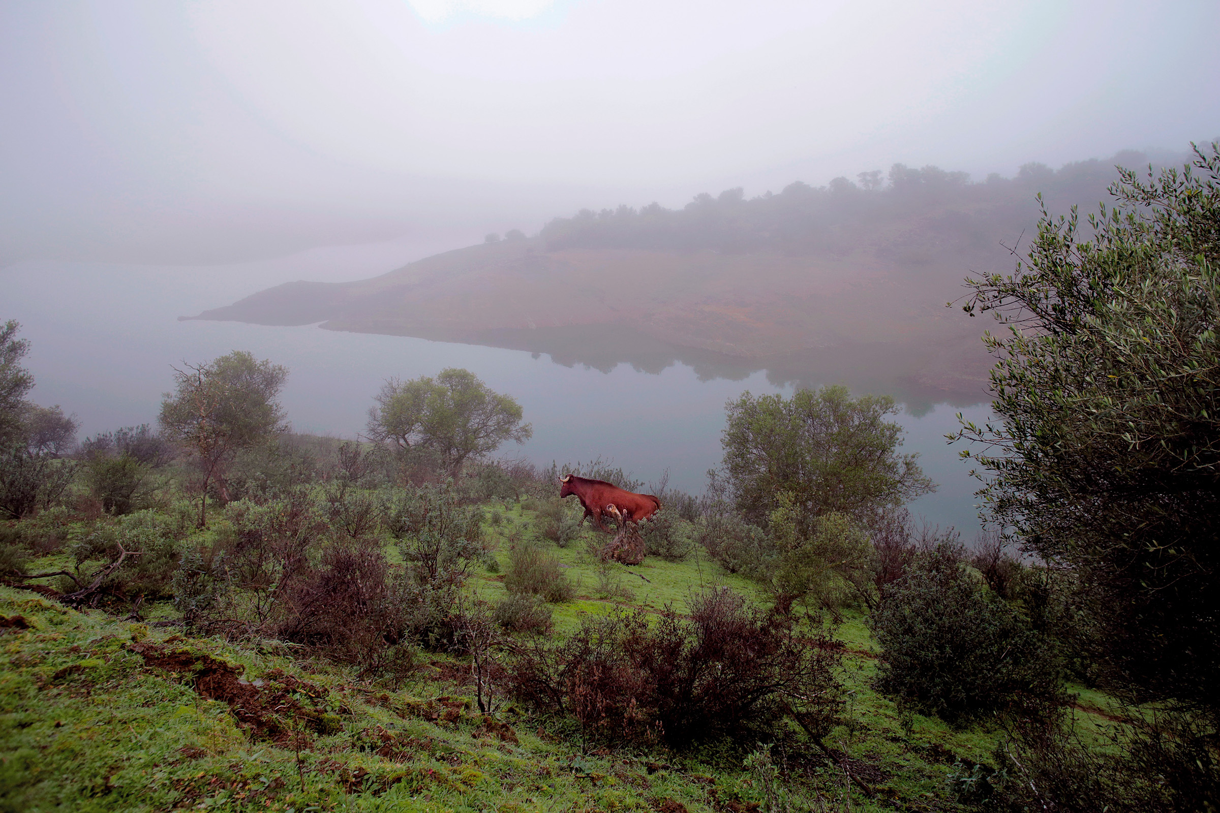 Farmers have developed much of Portugal’s forests for agricultural use making them key stakeholders in the effort to save the Iberian lynx. Photograph by Andoni Canela