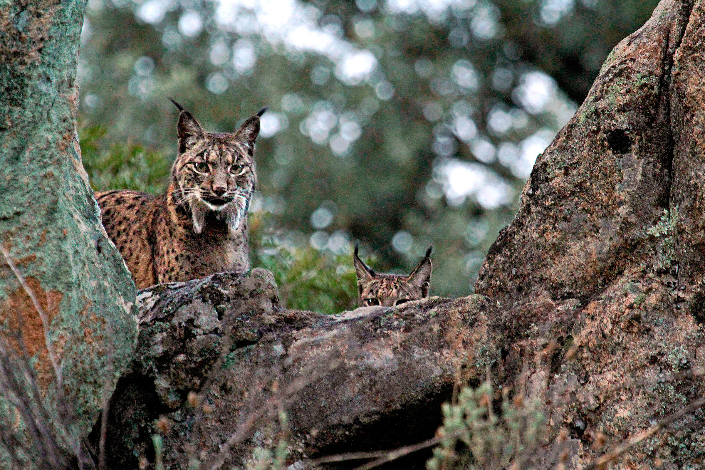 Two Iberian lynx peer over rocky outcrops. Photograph by Andoni Canela