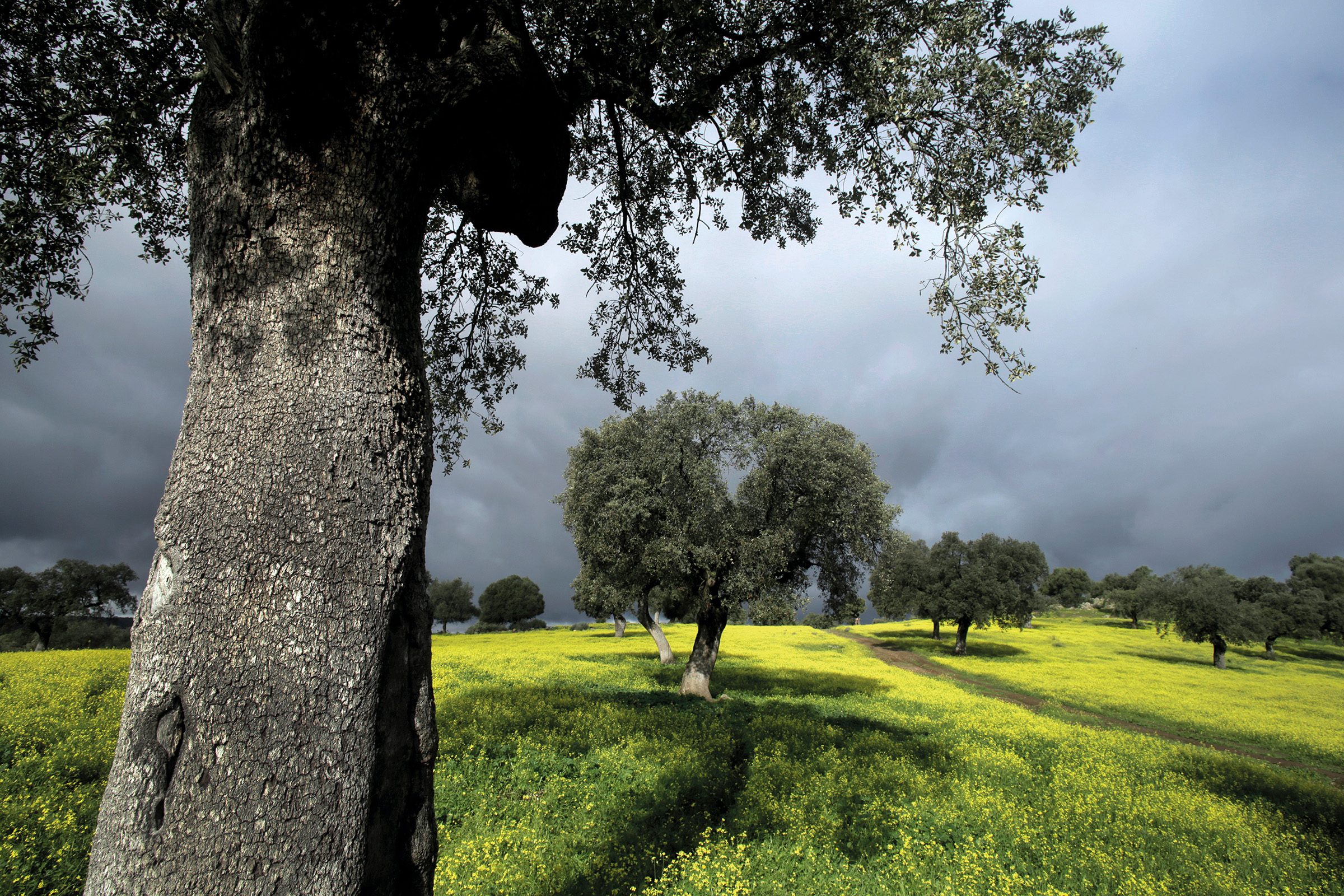 Large olive tree plantations have replaced much of Portugal’s forestlands. Photograph by Andoni Canela