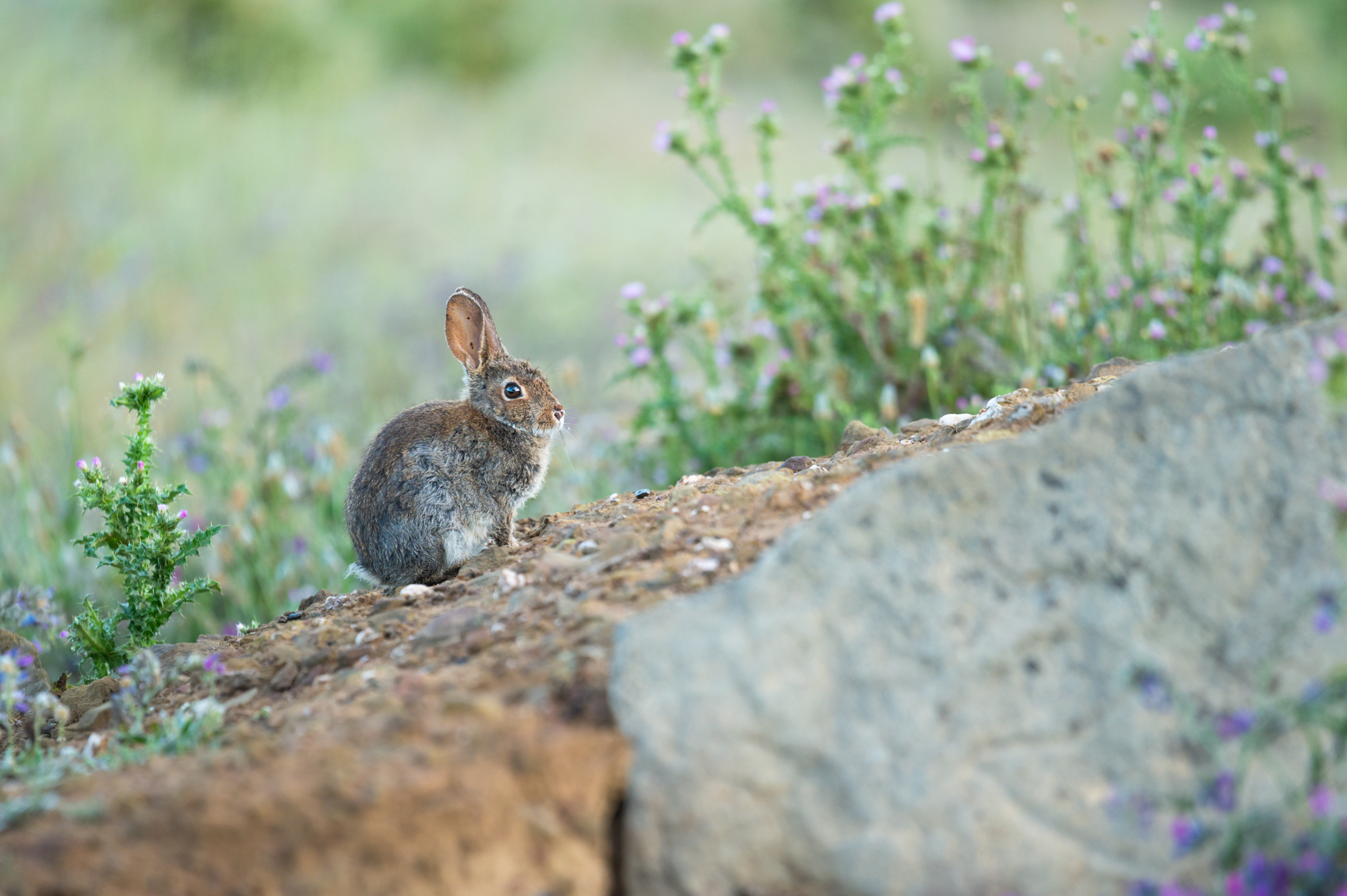 For reintroduced Iberian lynx to have any hope of surviving, European rabbits must also return to the landscape. Photograph by Daniel Santos