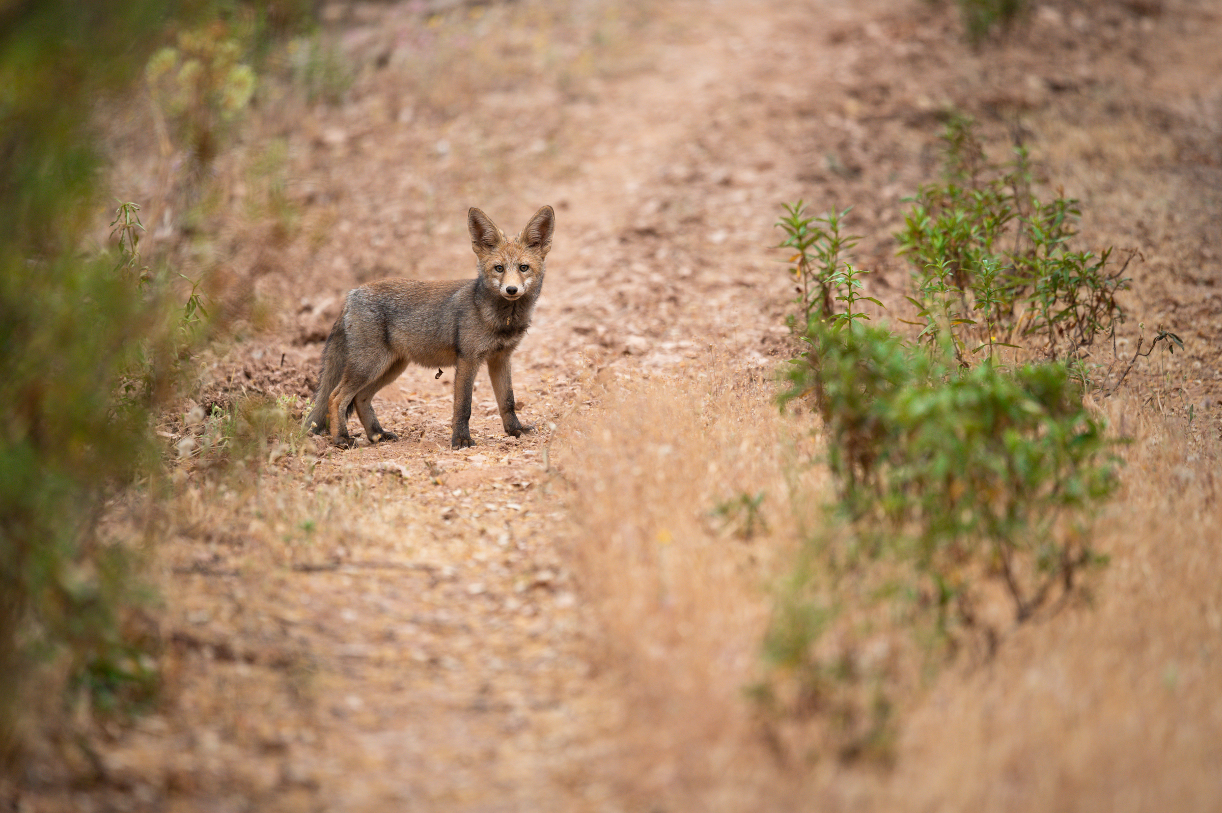 A red fox bounds through a plantation. Photograph by Daniel Santos