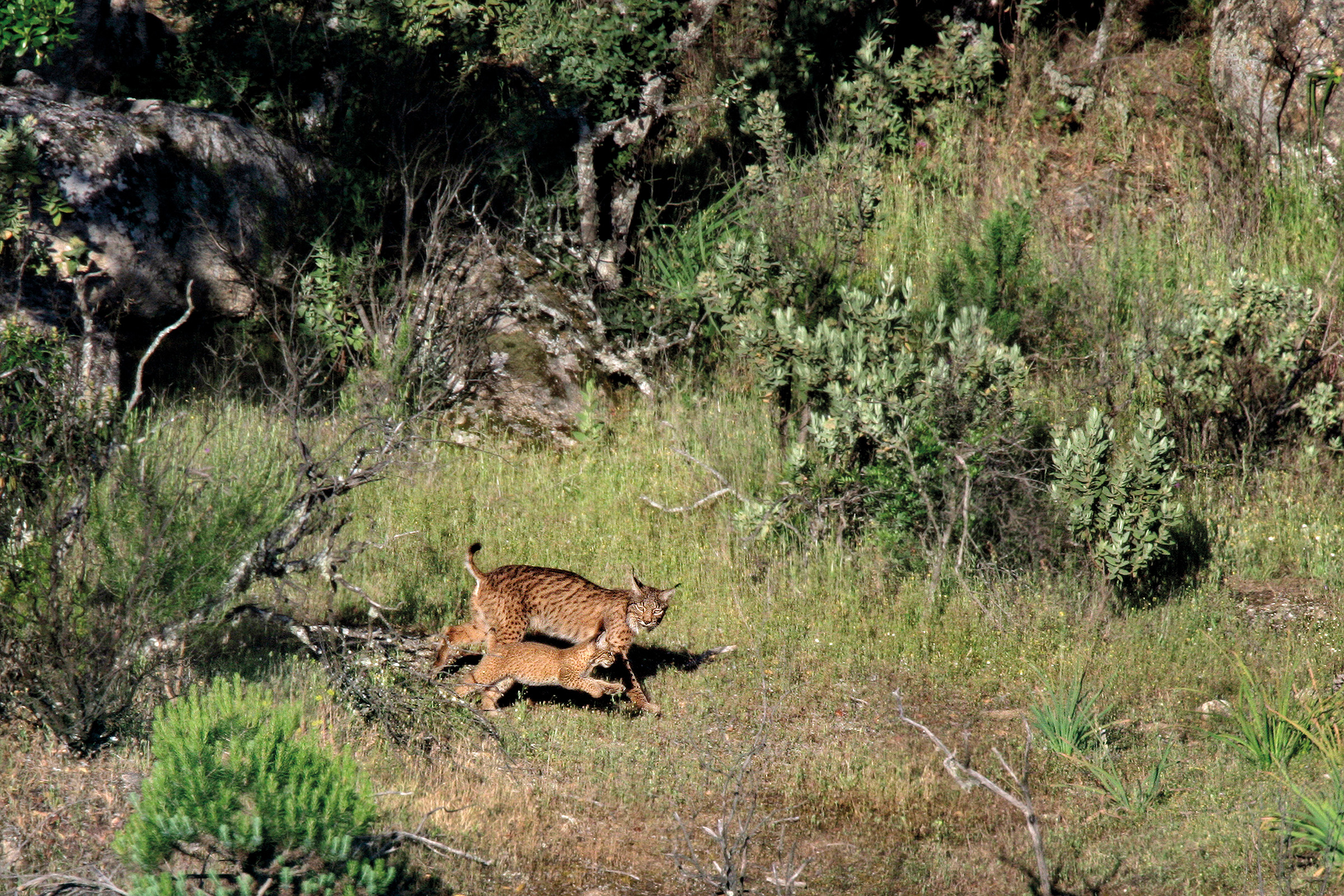 An Iberian lynx strolls along with her cub, a hopeful sign that reintroduction efforts are working. Photograph by Andoni Canela