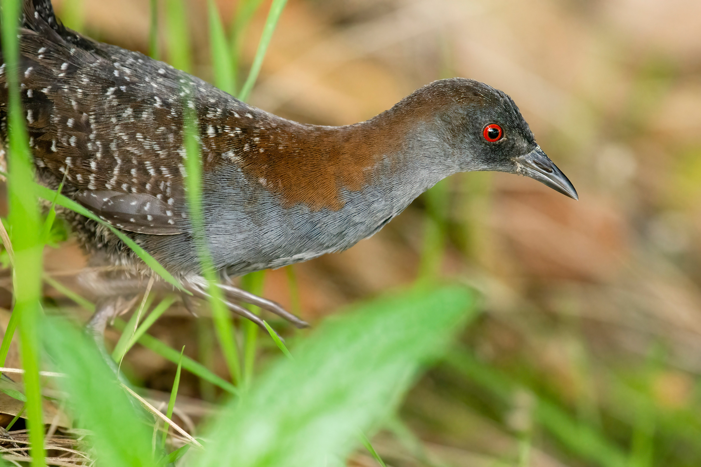 An eastern black rail, among the most elusive birds a biologist can study, walks through marsh grass. Photograph by Marky Mutchler, Macaulay Library, Cornell Lab