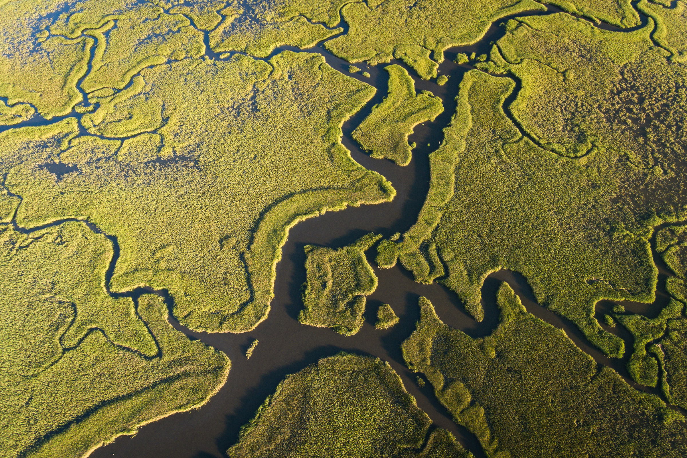 An aerial view of a wetland area along the east coast of the US. Photograph by Mac Stone